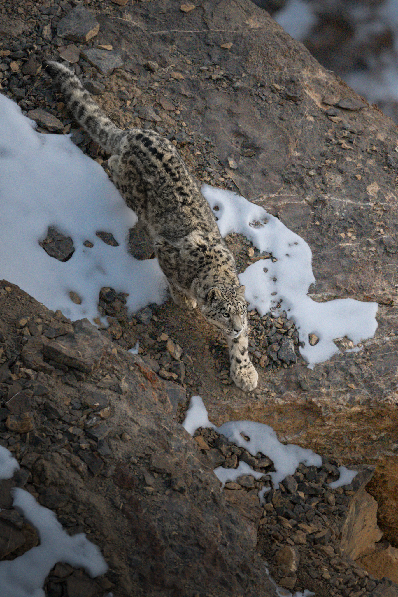 Il primo incontro con il leopardo delle nevi