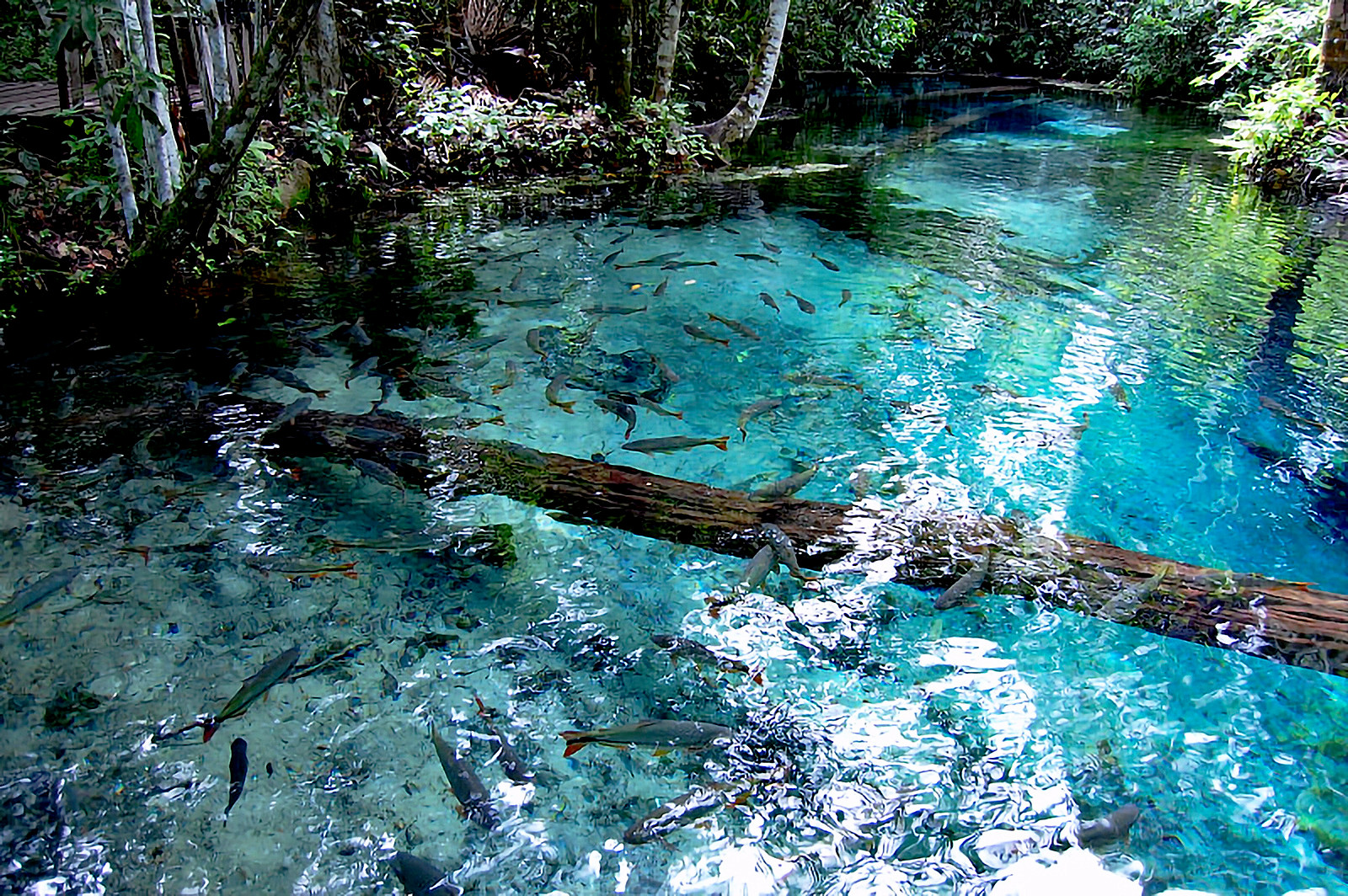 Mato Grosso - Cuiabà - Aquario Encantado em Nobres