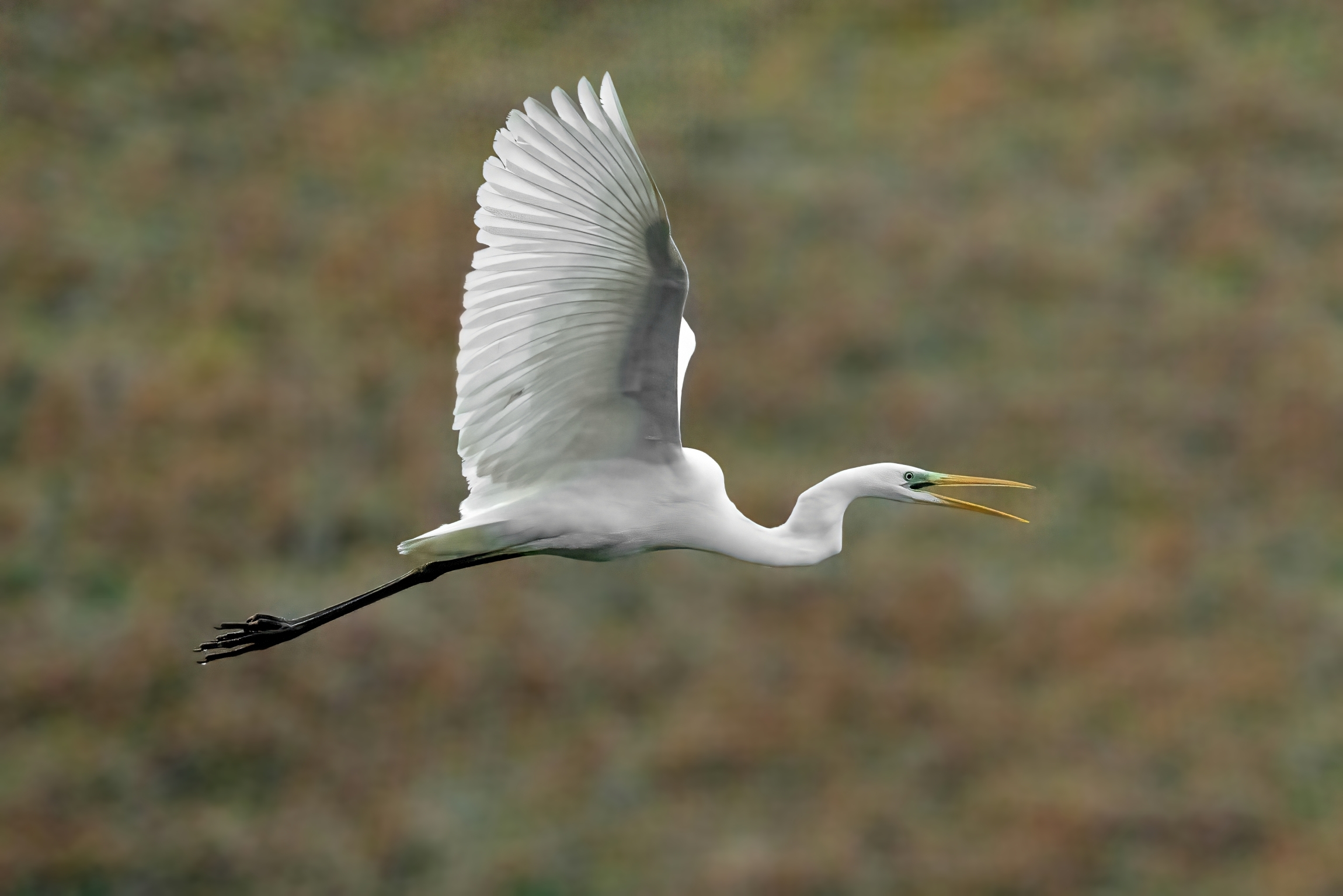 Airone bianco maggiore (Casmerodius albus)