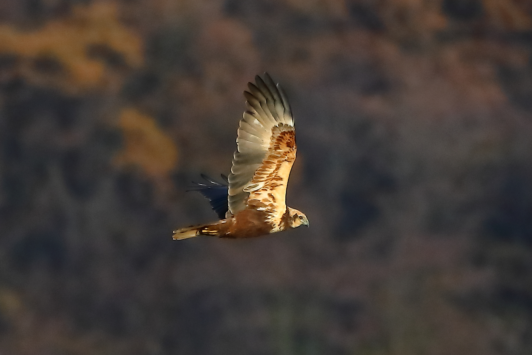 Falco di palude F 18 dicembre 2022 - 0341