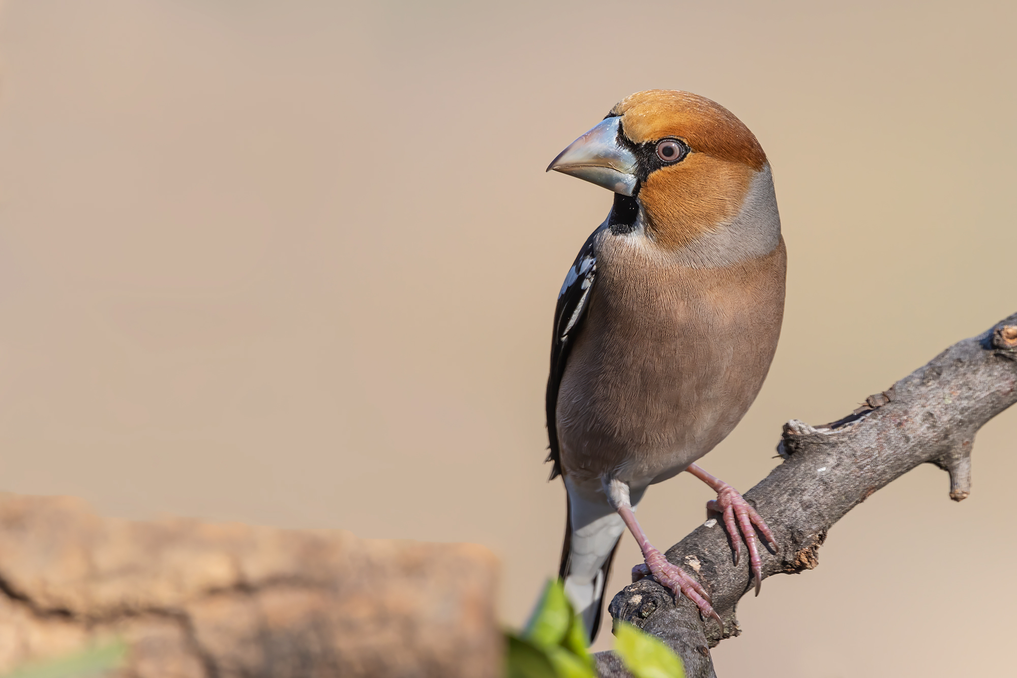 Hawfinch