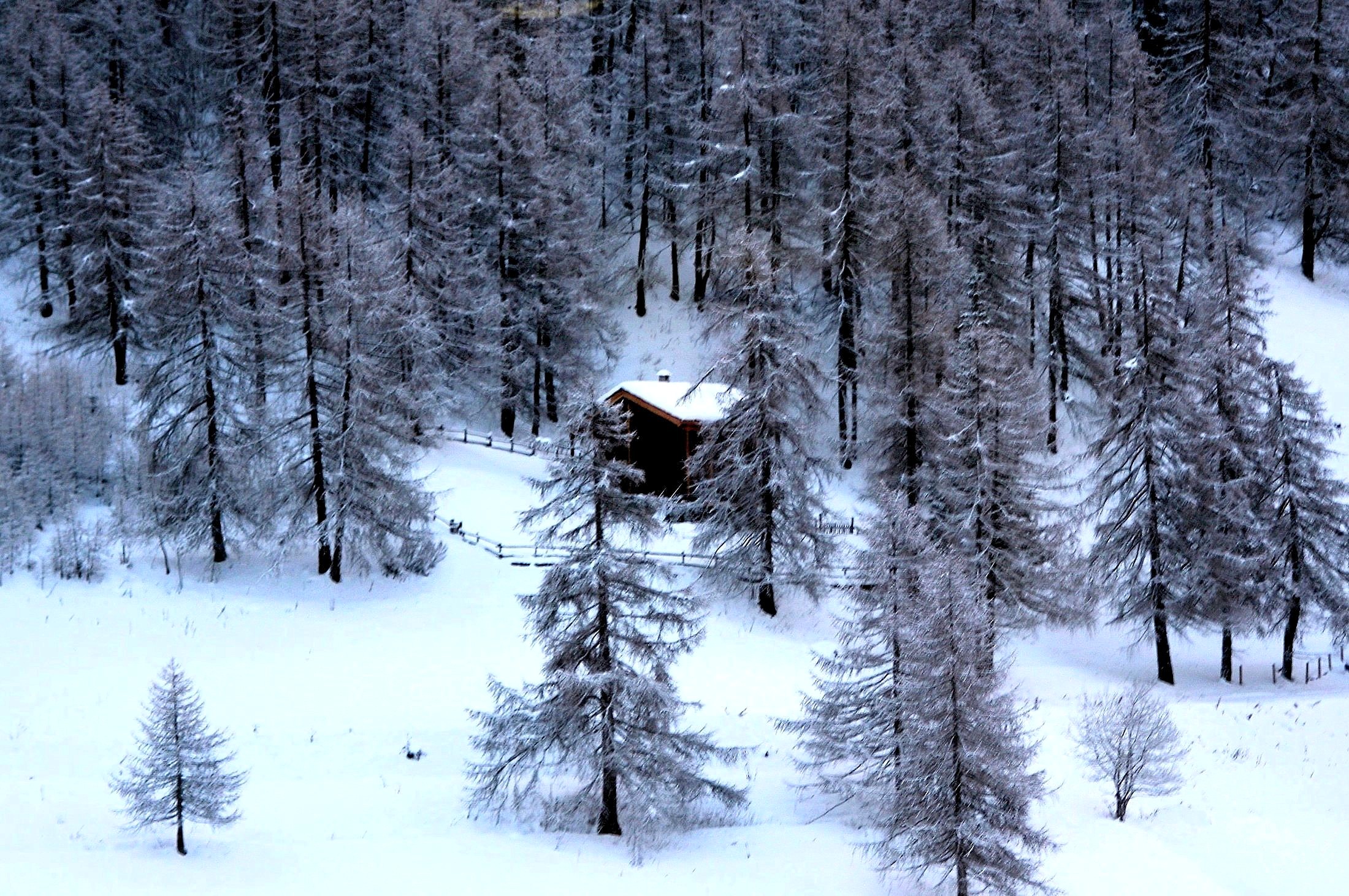 The house in the woods