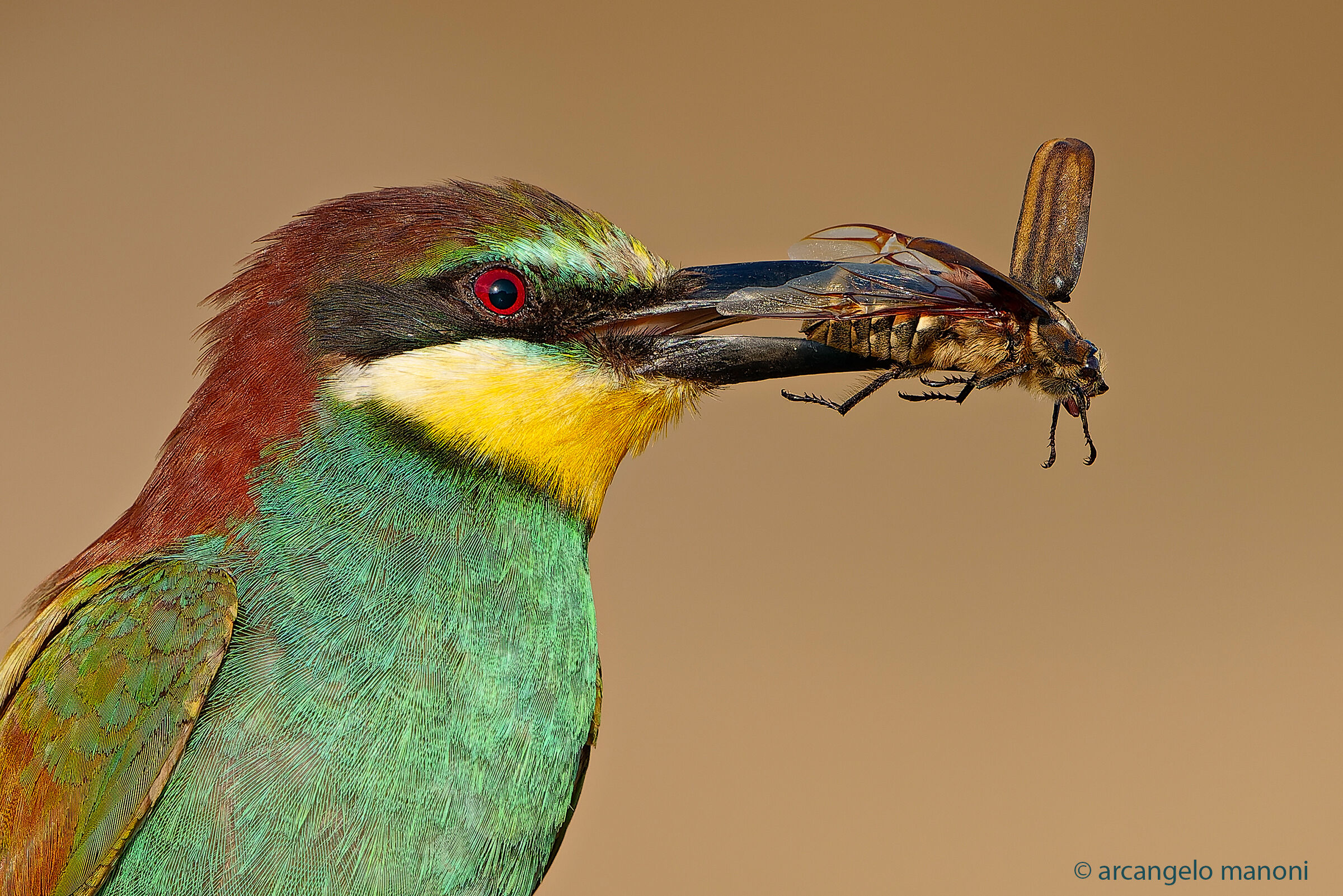 The prey of the bee-eater
