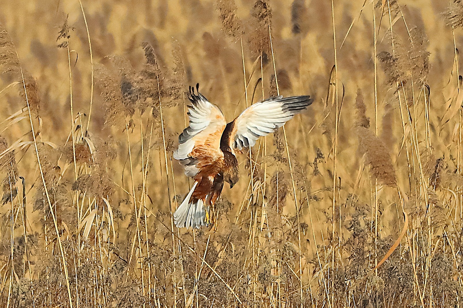 Falco di palude M 21 gennaio 2022 - 0105