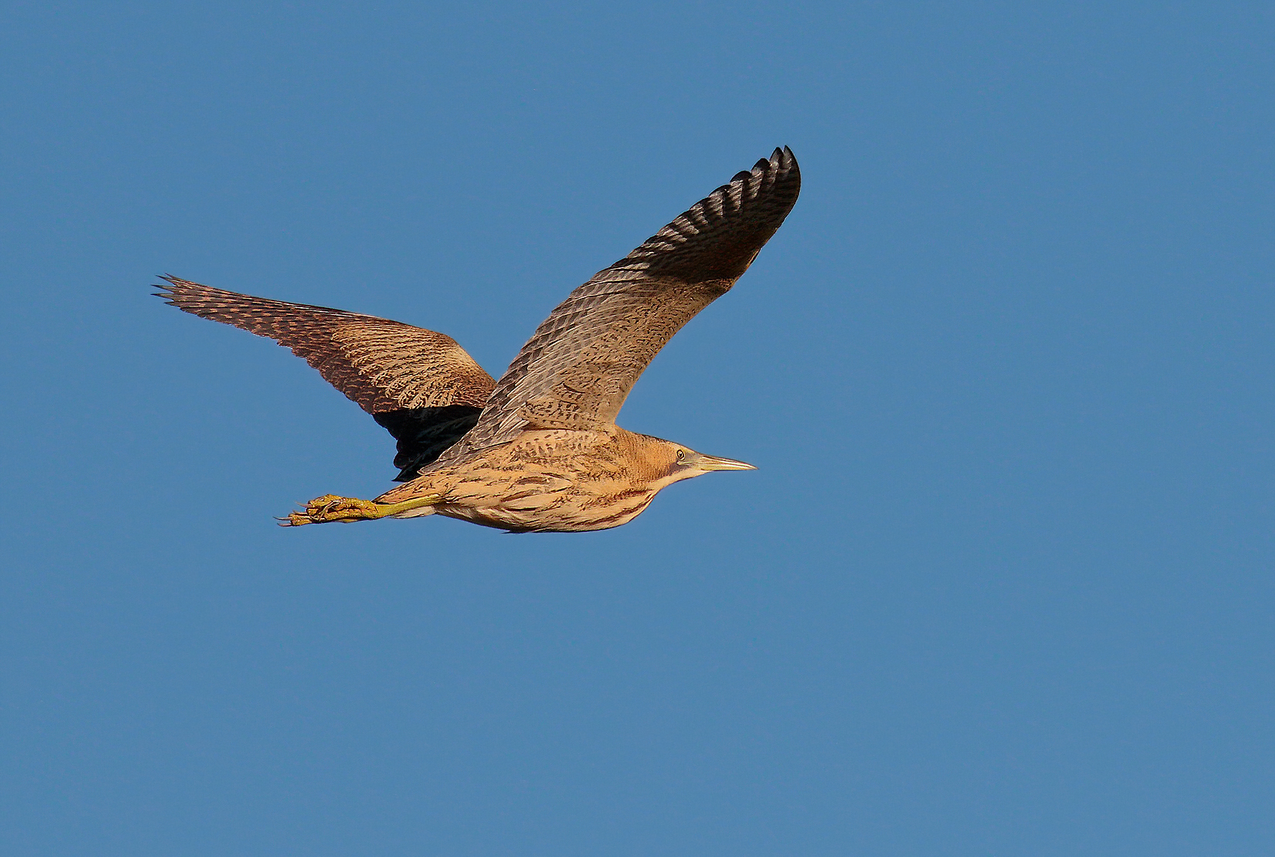 Il mio primo tarabuso