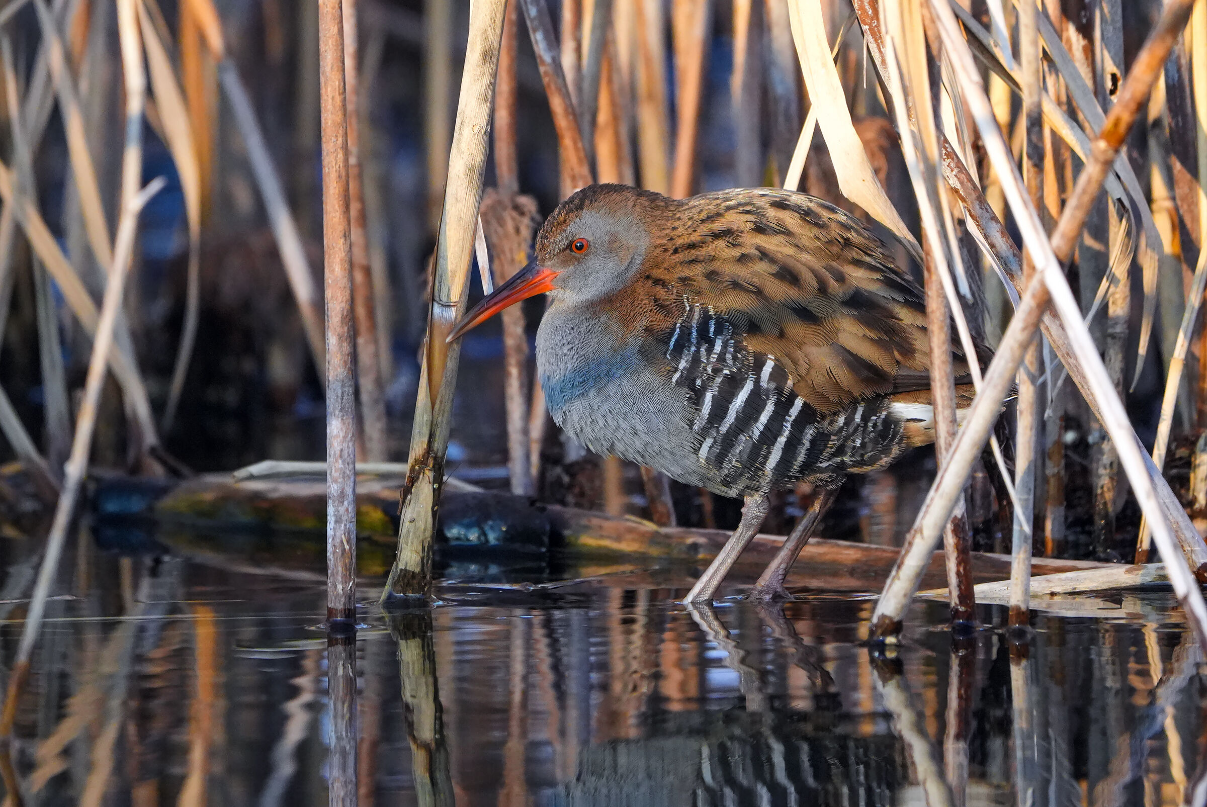 between the reeds