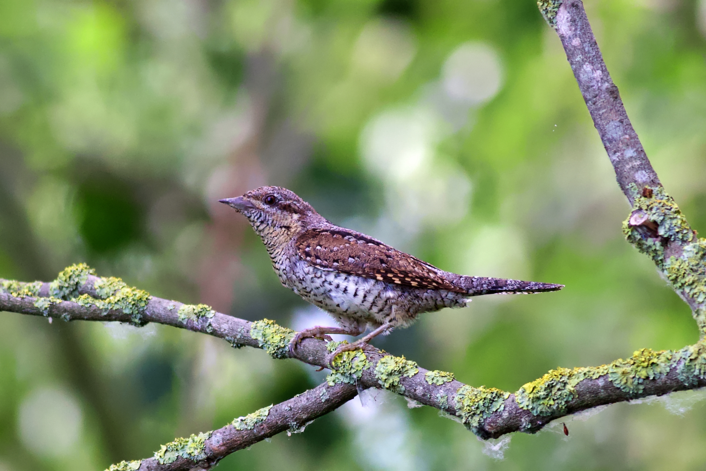Wryneck