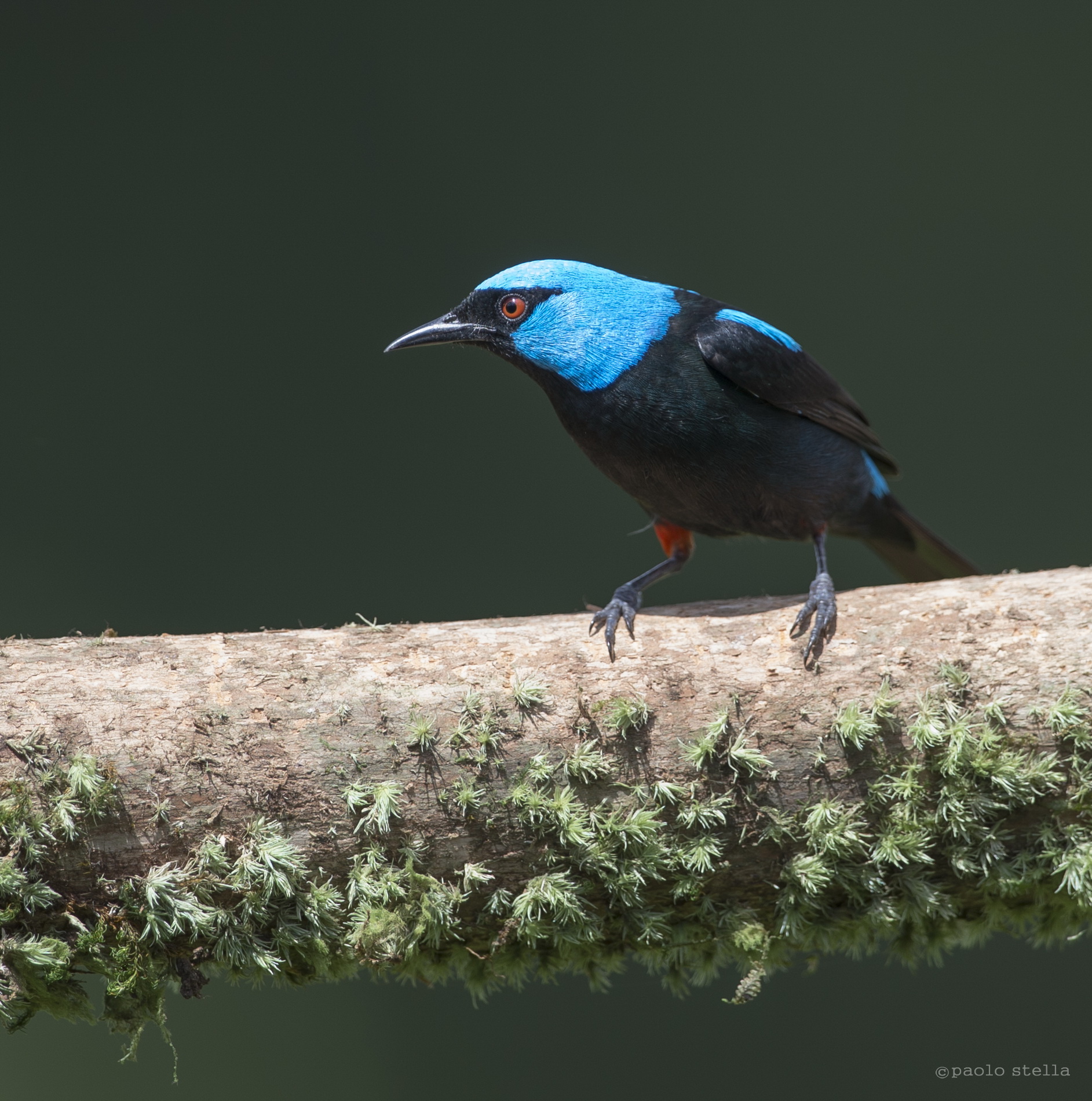 Scarlet-thighed Dacnis bad