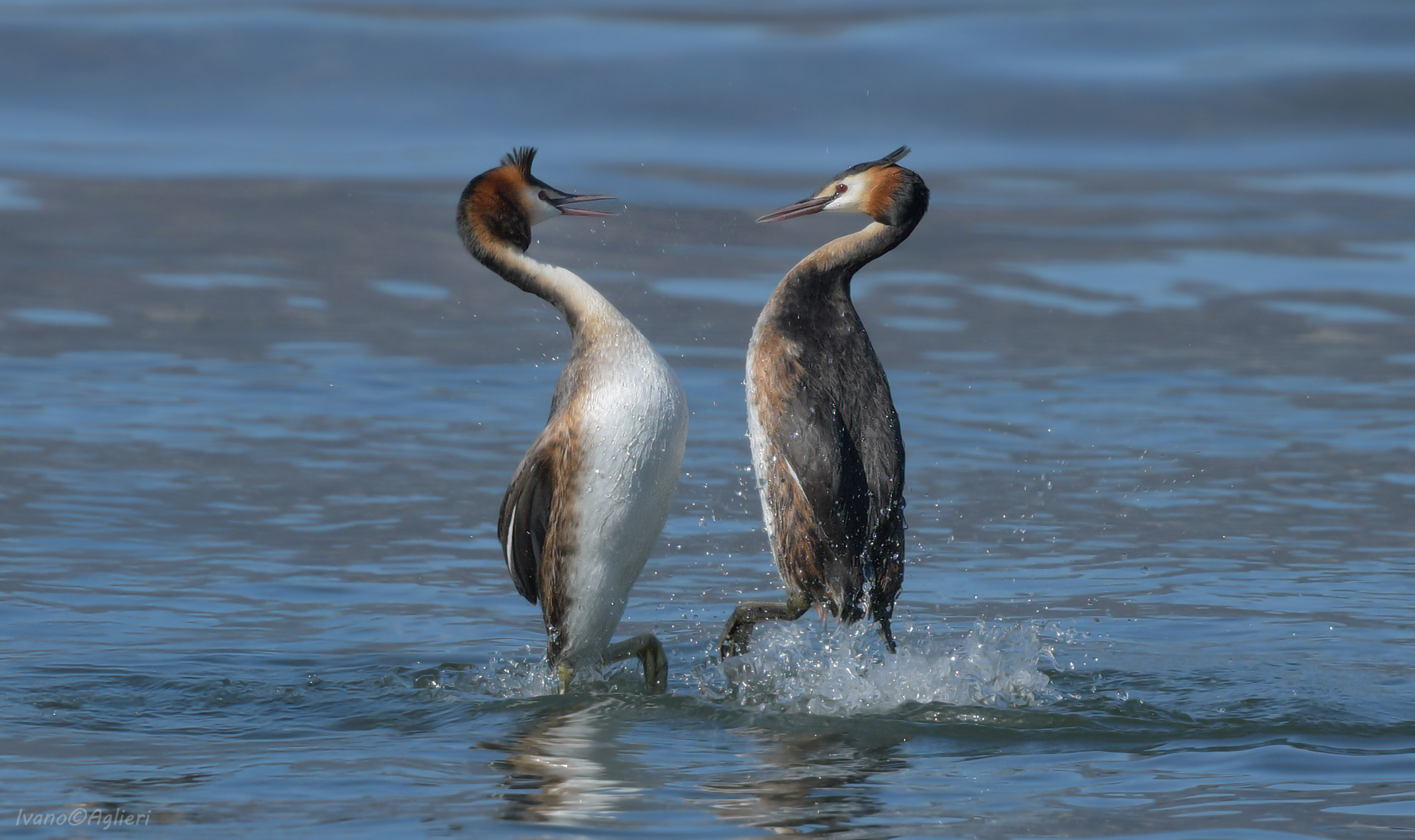 Grebe quarrel