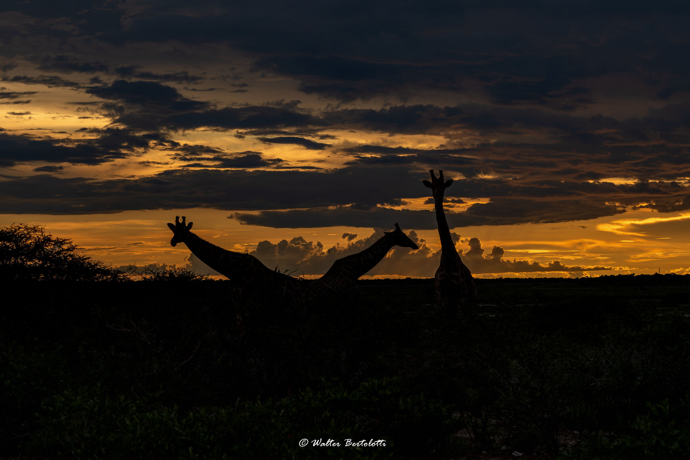 scende la sera in Etosha