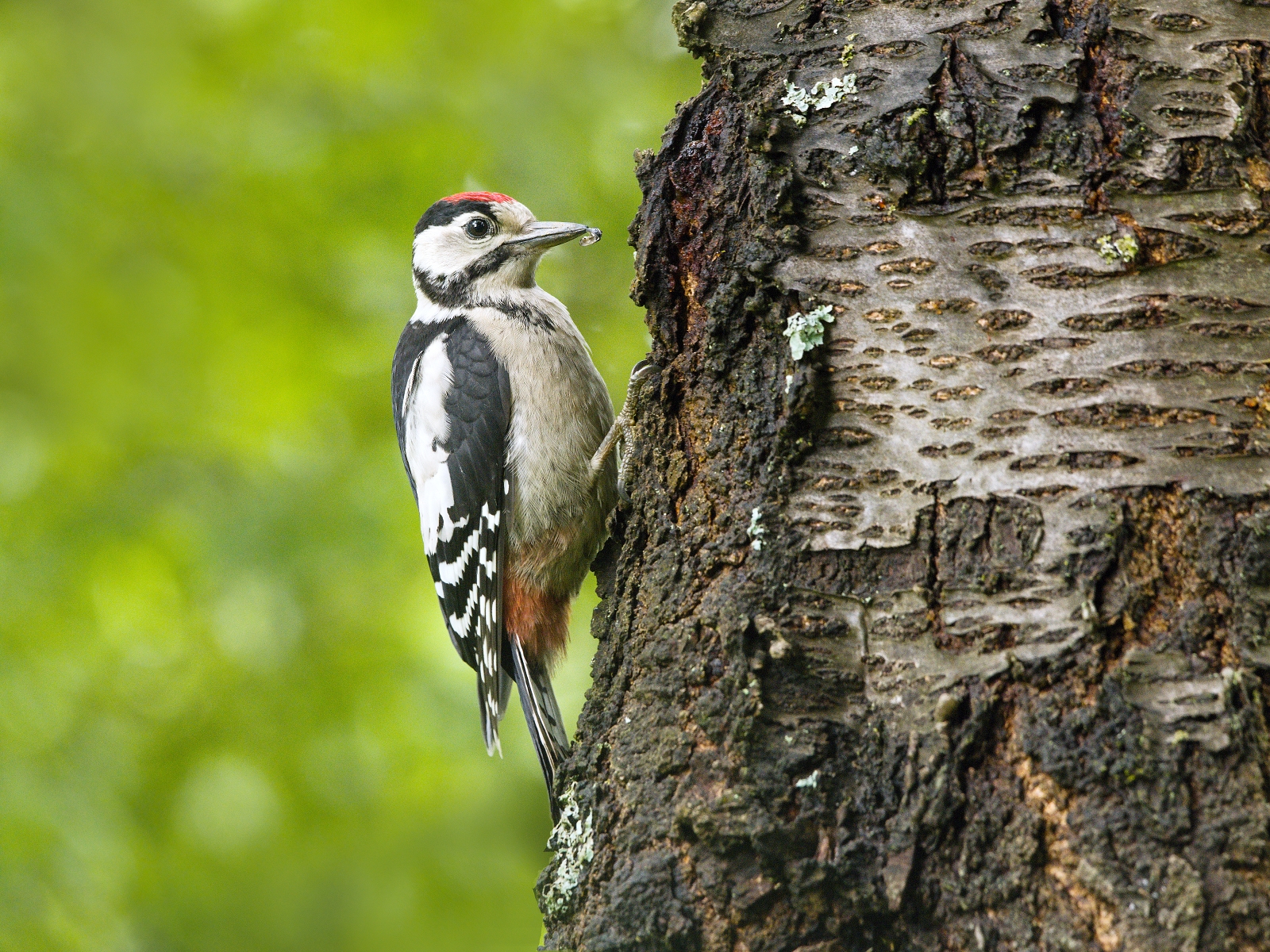 Woodpecker