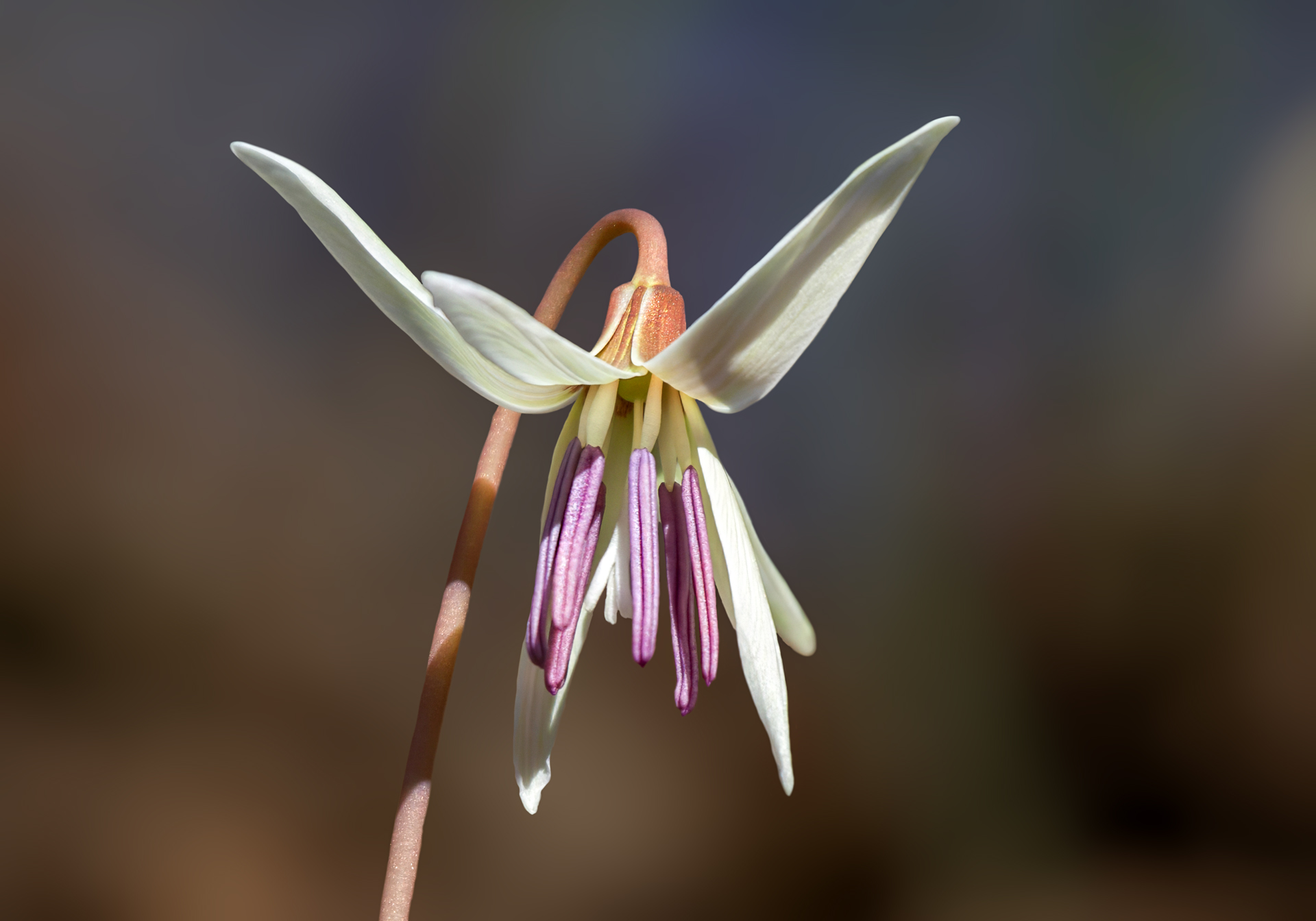 Erythronium dens-canis
