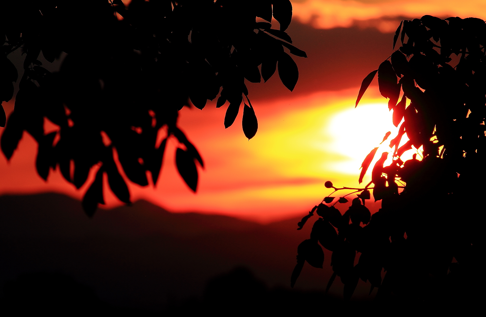 Il noce in silhouette