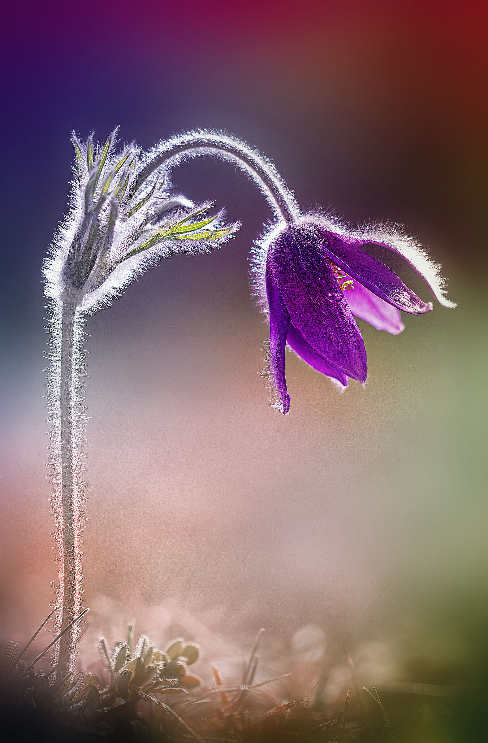 Pulsatilla montana