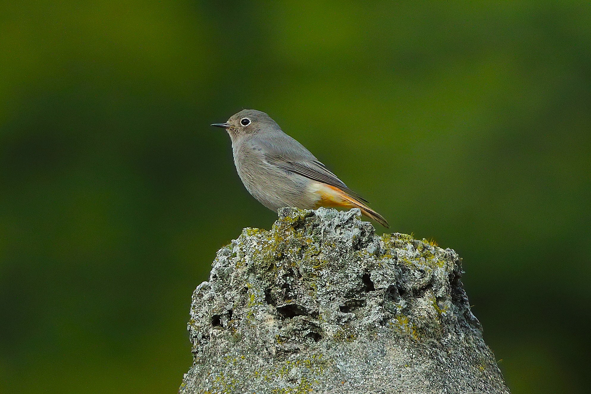 Codirosso S F 13 ottobre 2024 - 0027