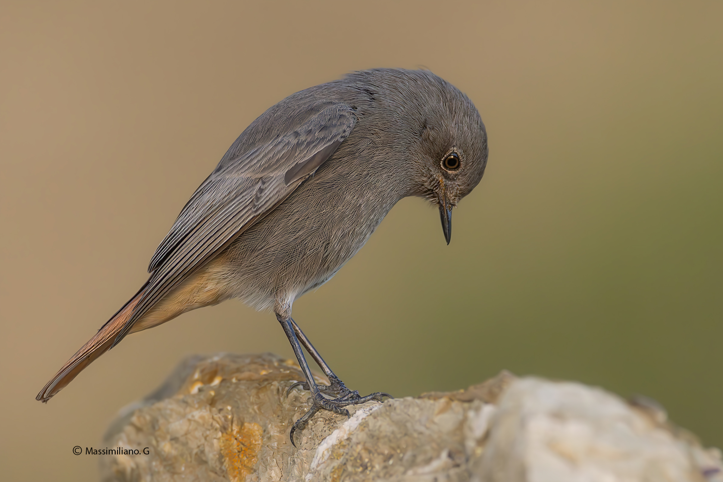 Redstart