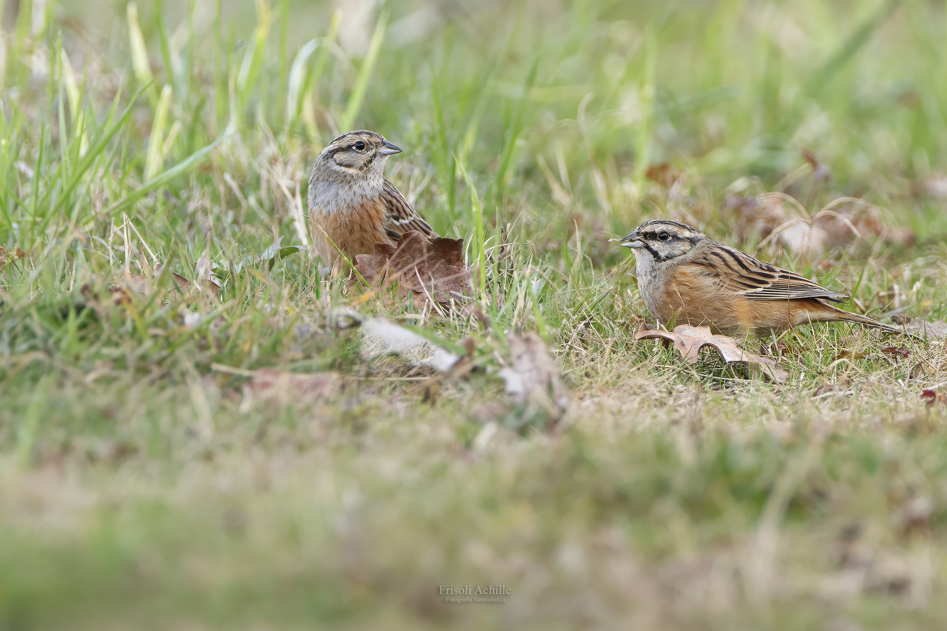 Muciated Buntings