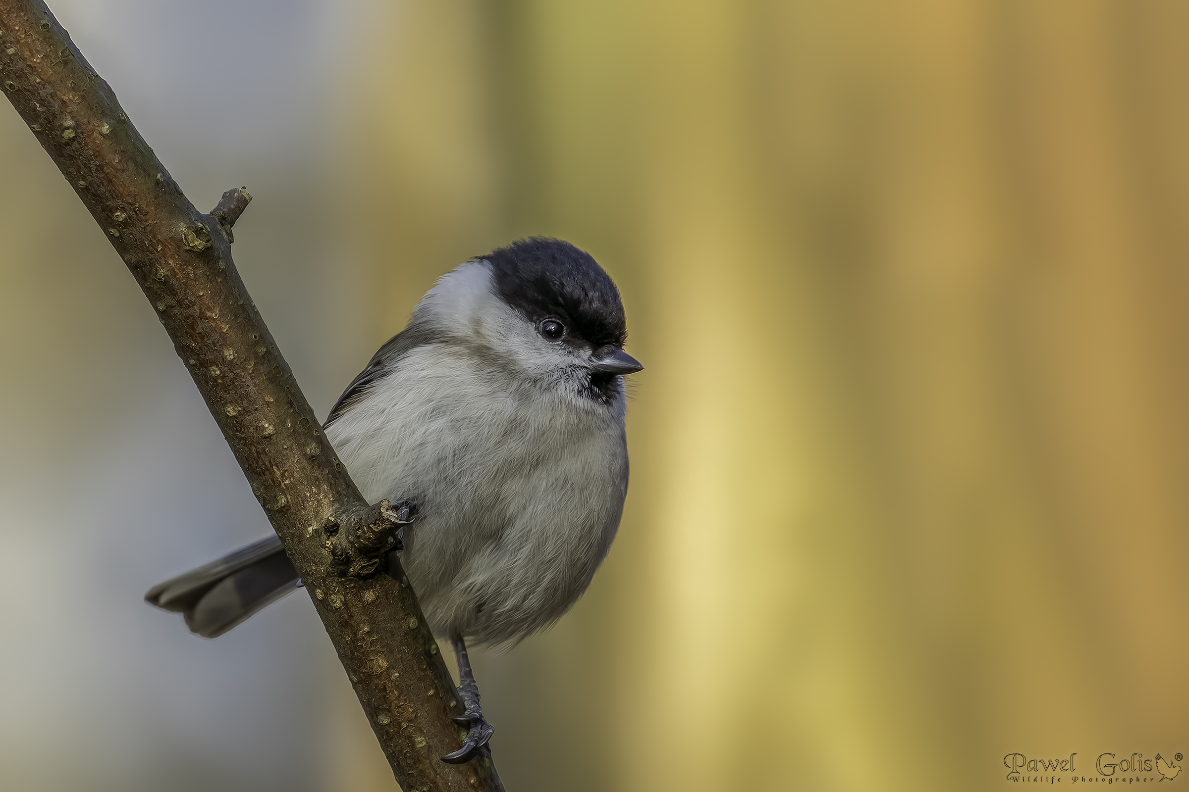 Cincia dal salice (Poecile montanus)