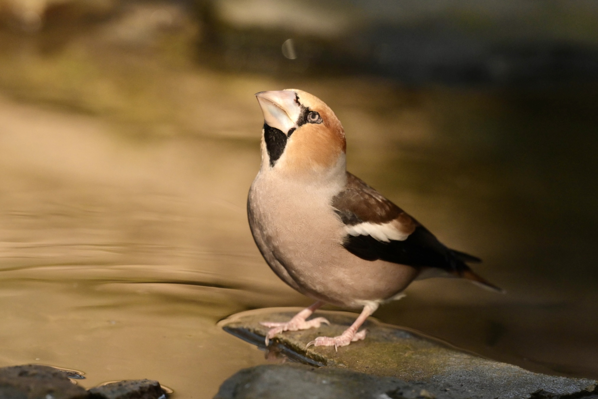 Hawfinch male