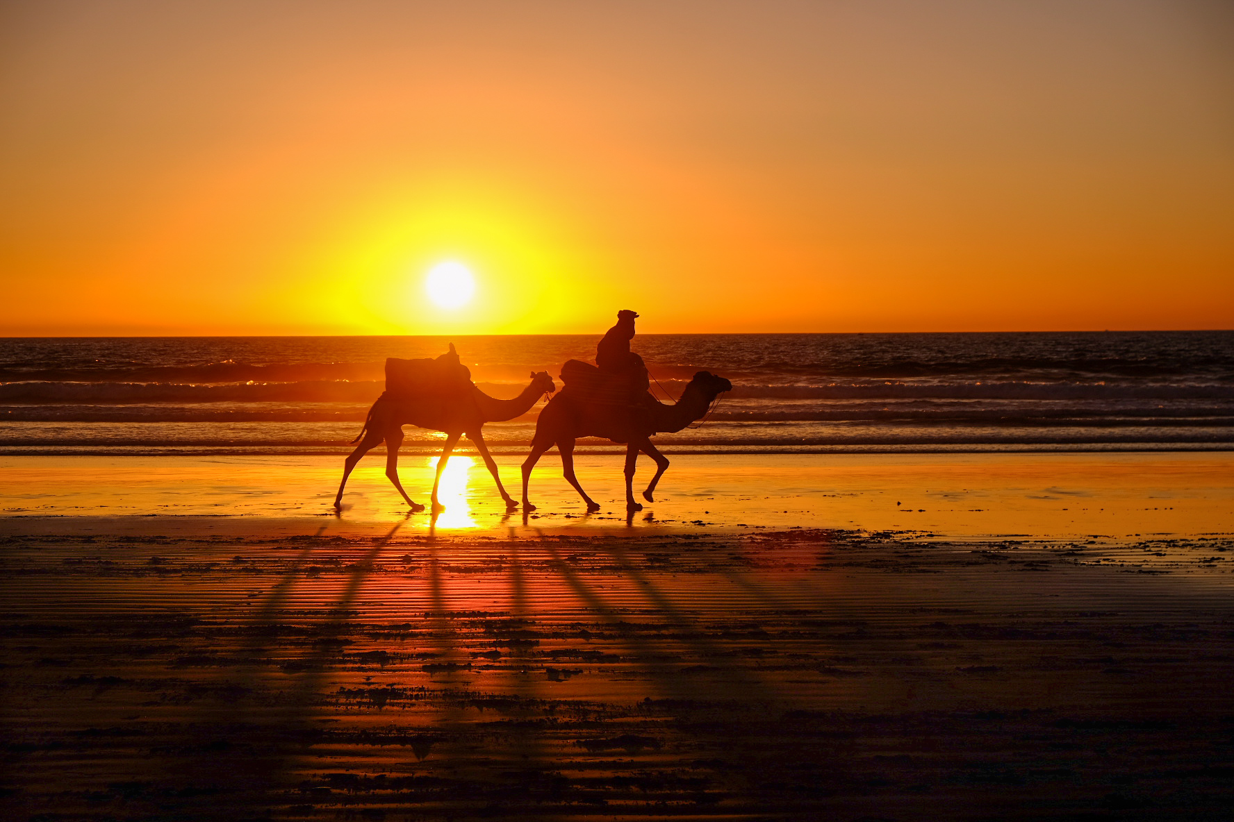 Tramonto con dromedari