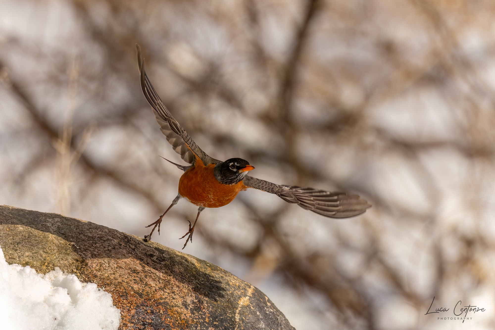 American Robin (Turdus migrators)