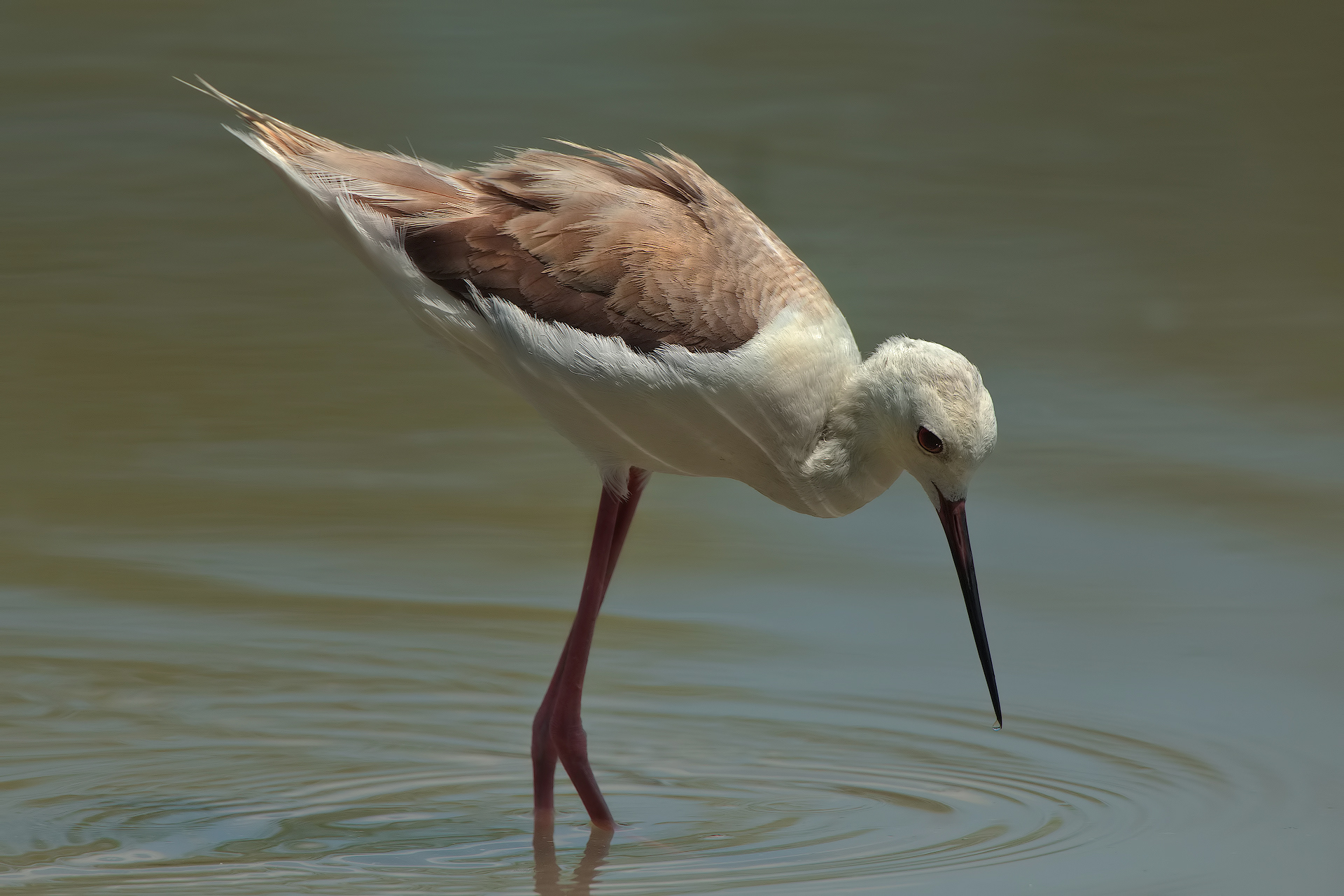 Young Knight of Italy