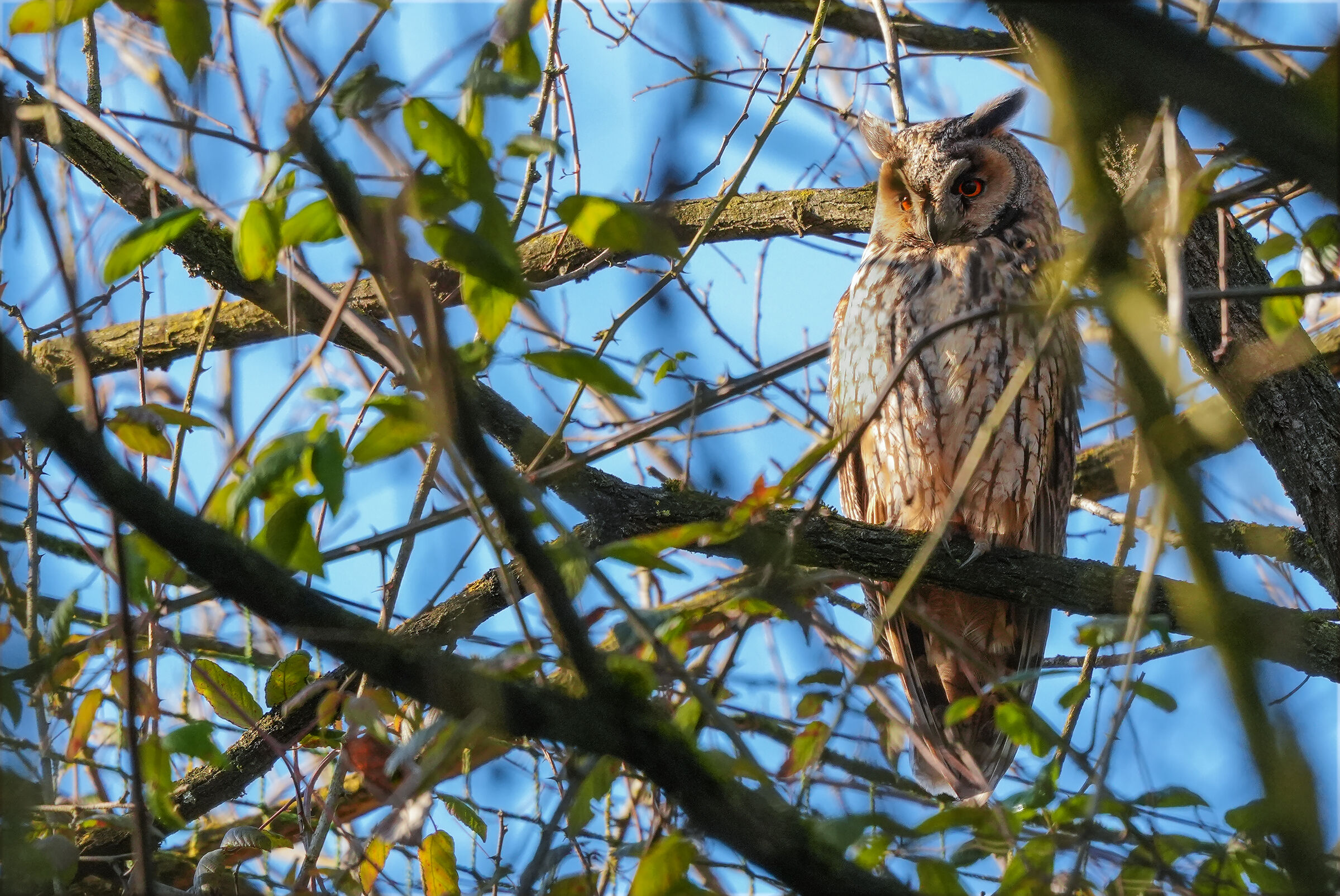 long-eared owl