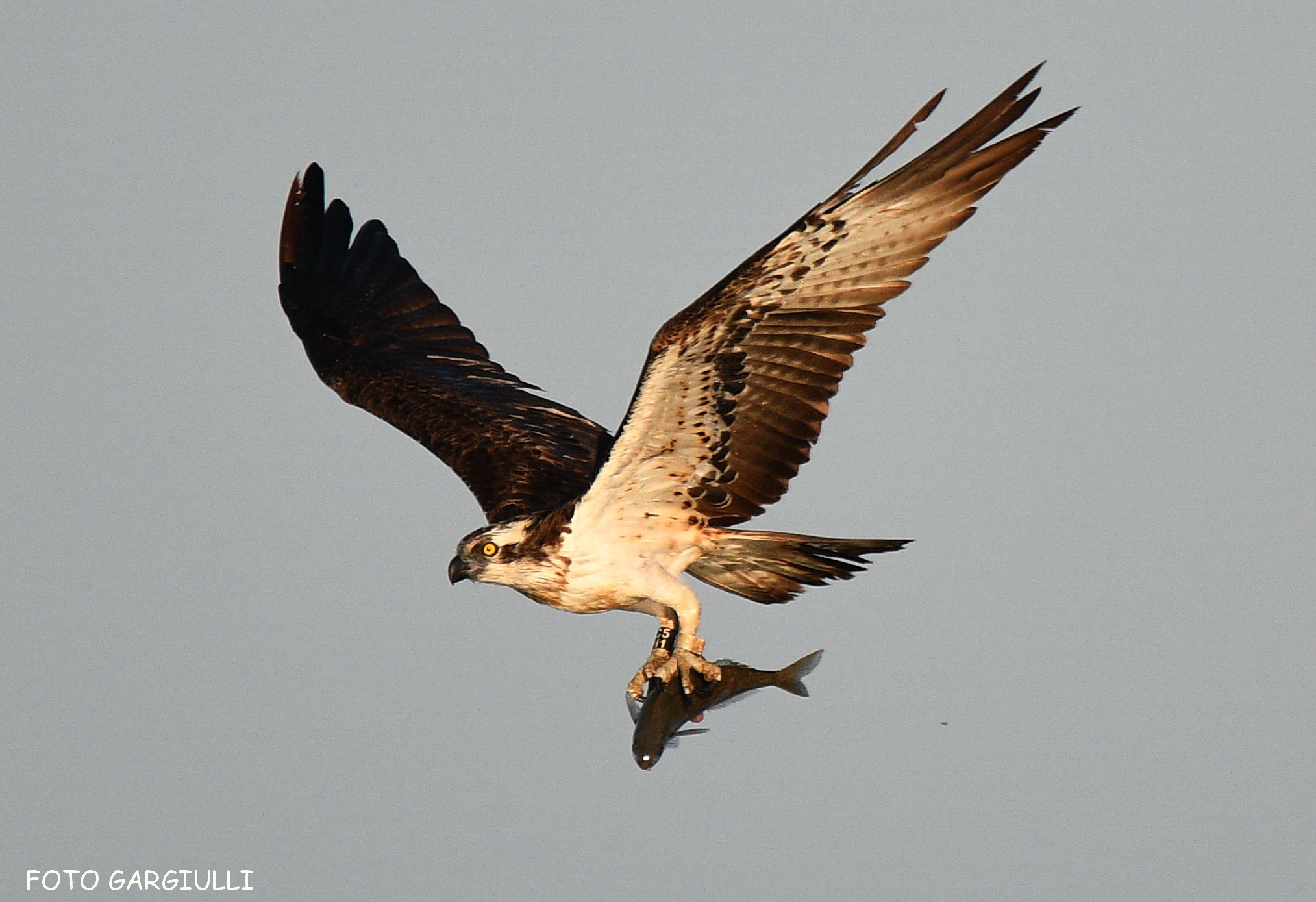 Osprey with prey