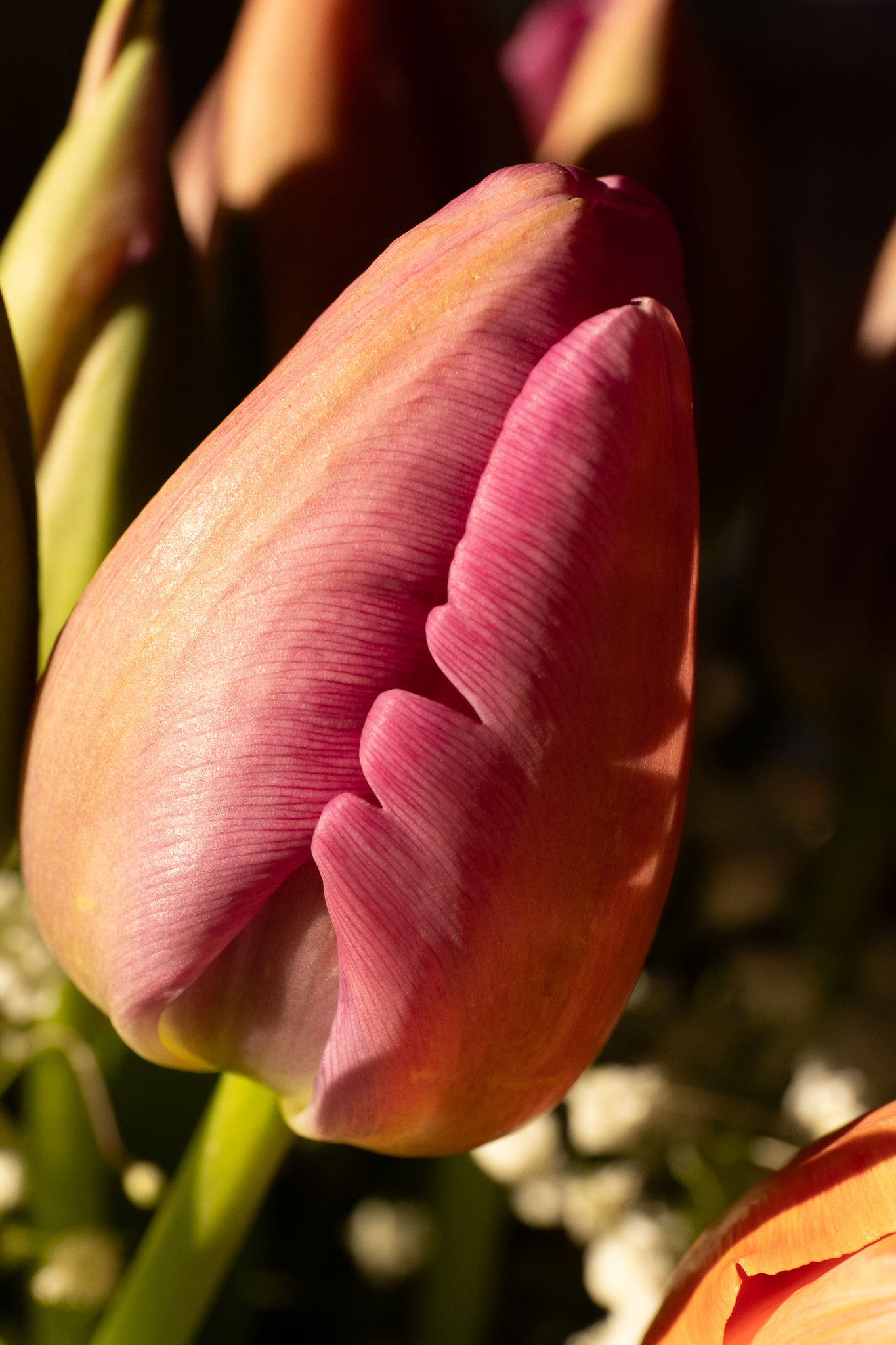 Tulip