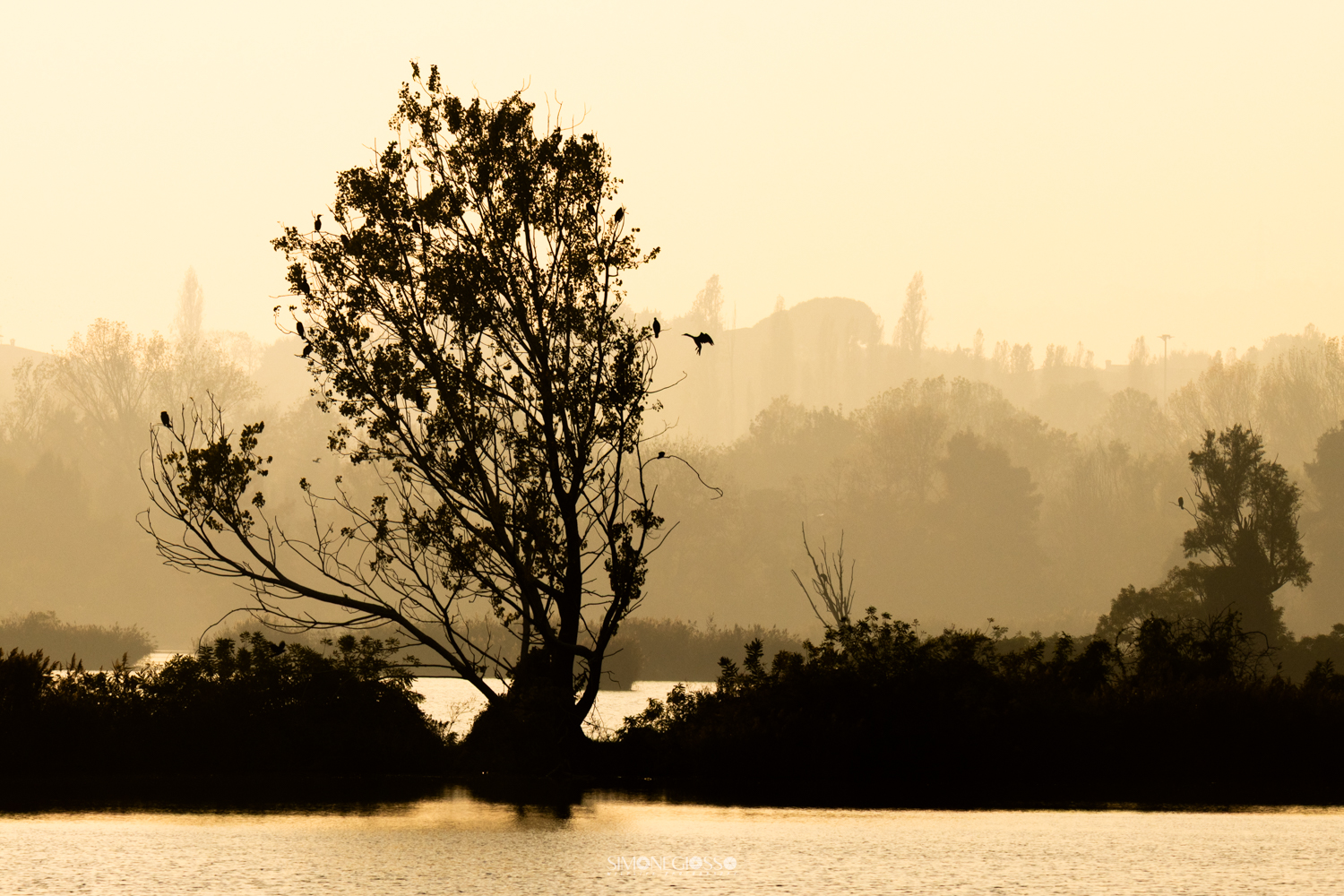 Alberi in allestimento