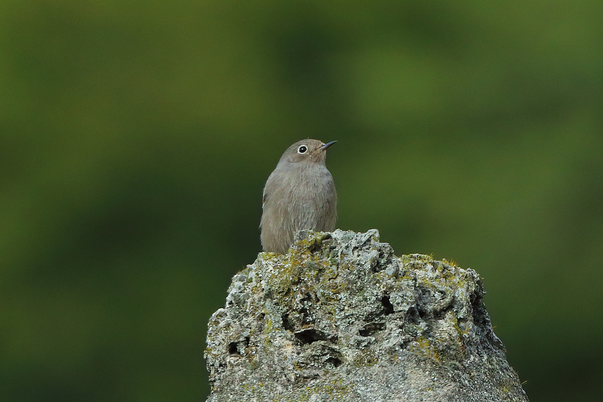 Codirosso S F 13 ottobre 2024 - 0032