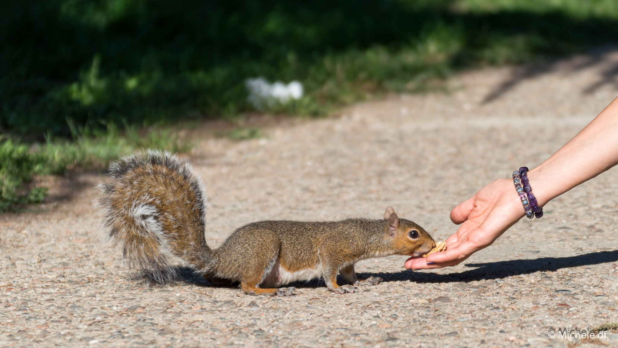 squirrels in Legnano park