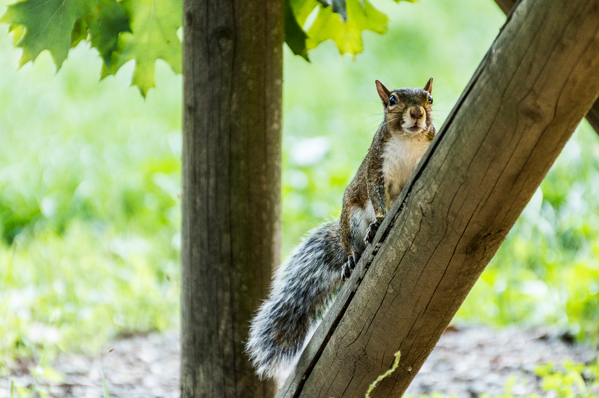 squirrels in Legnano park