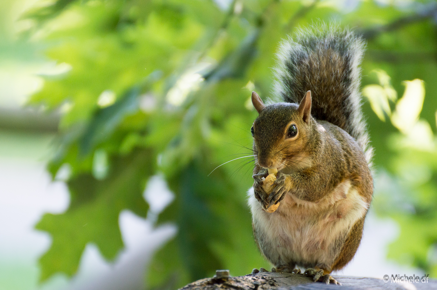 squirrels in Legnano park