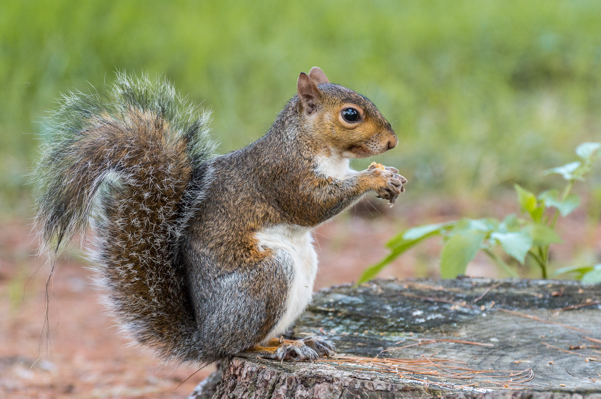 squirrels in Legnano park