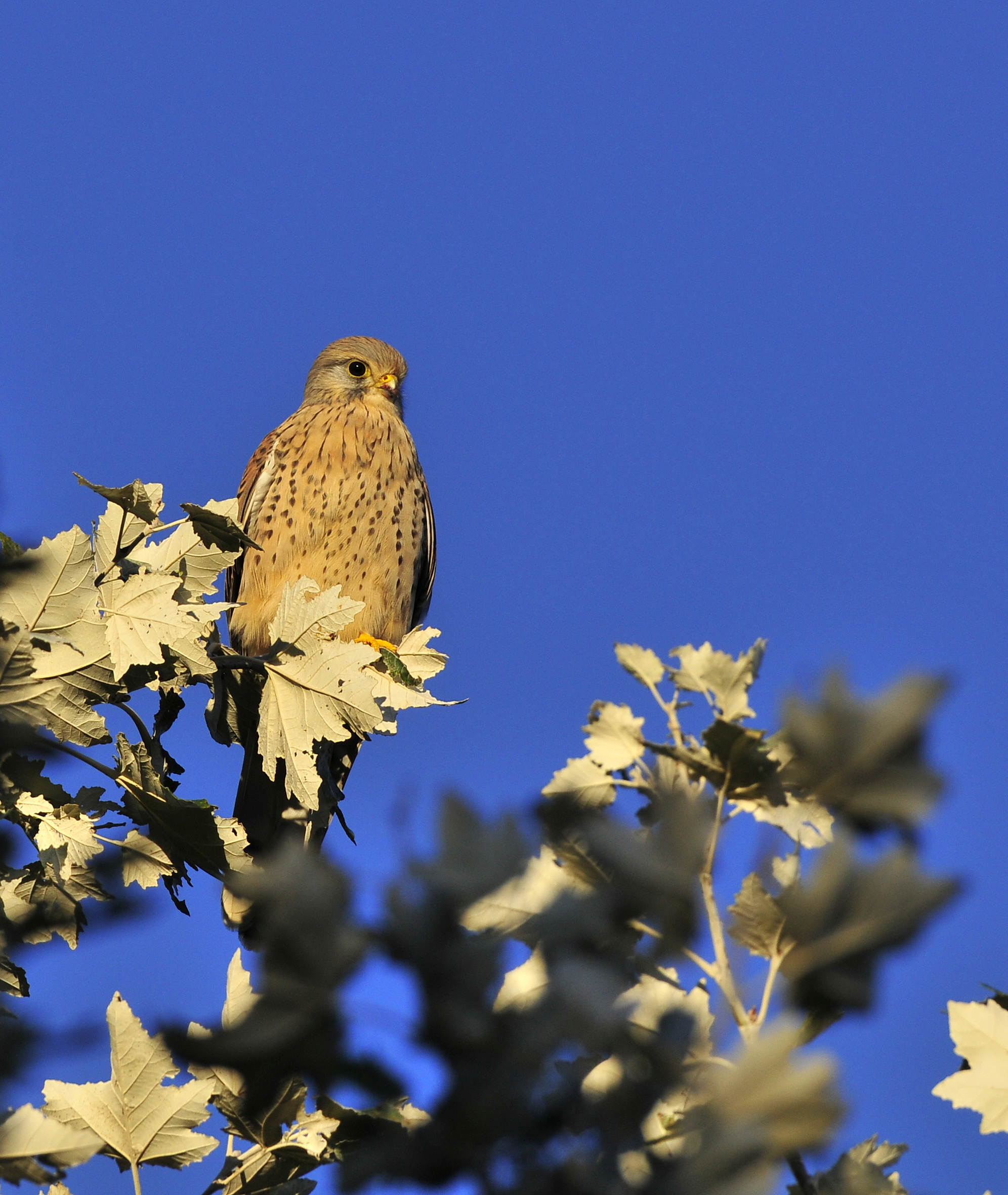 kestrel