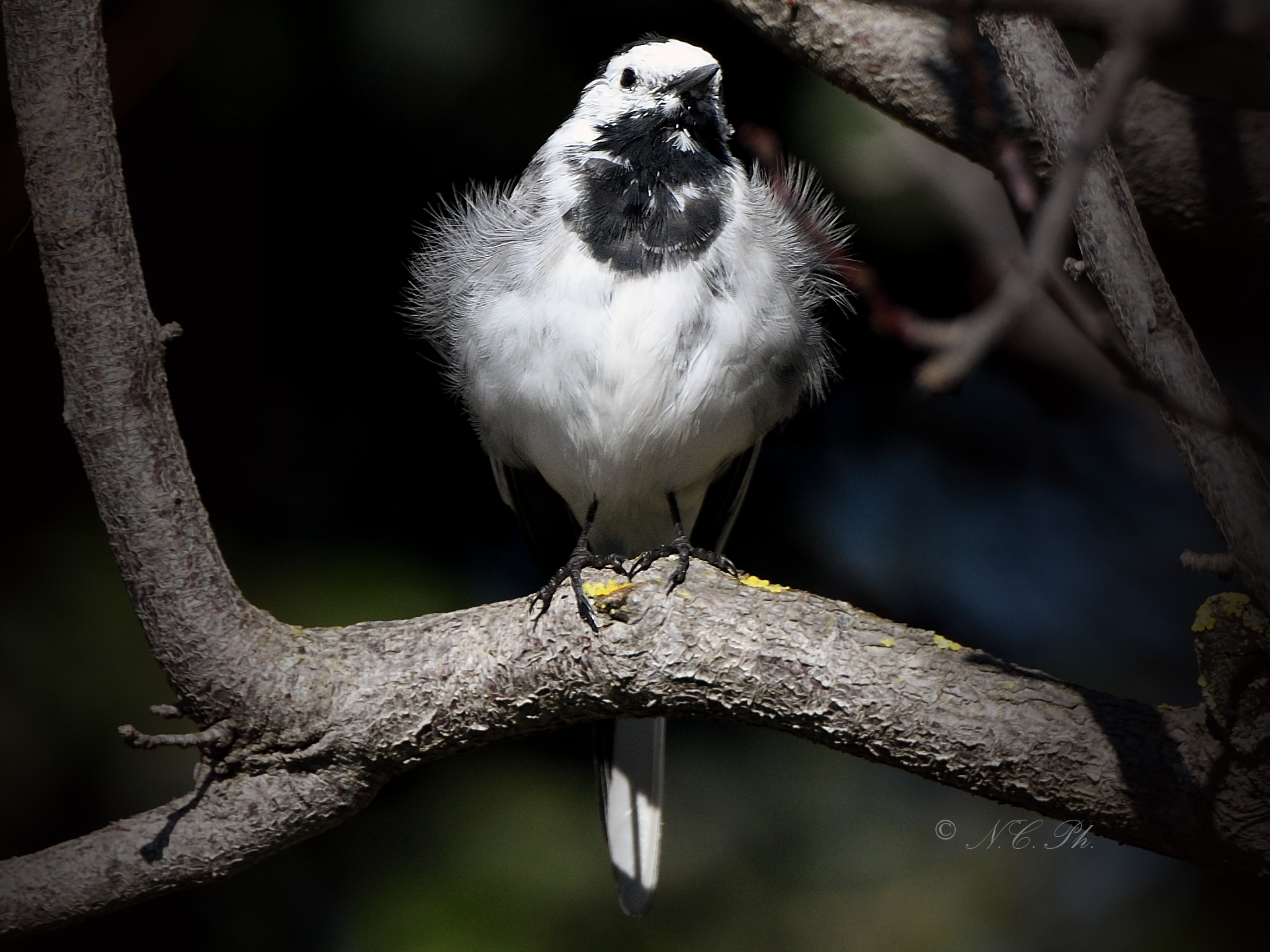 white wagtail
