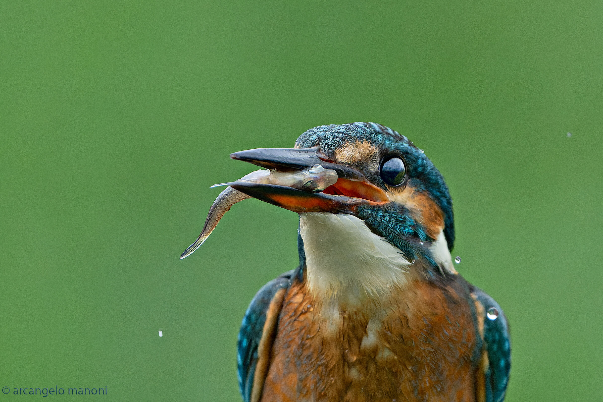 La ferocia della martina