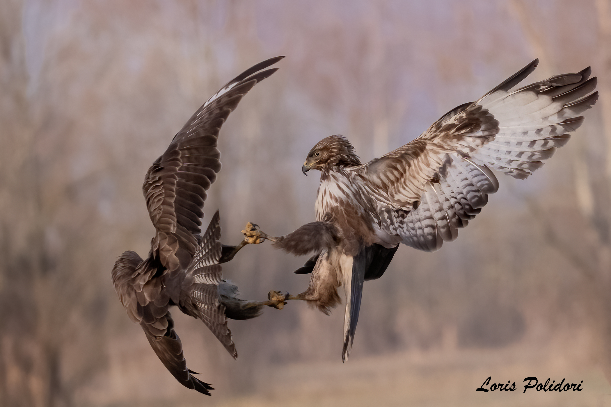 buzzards in battle