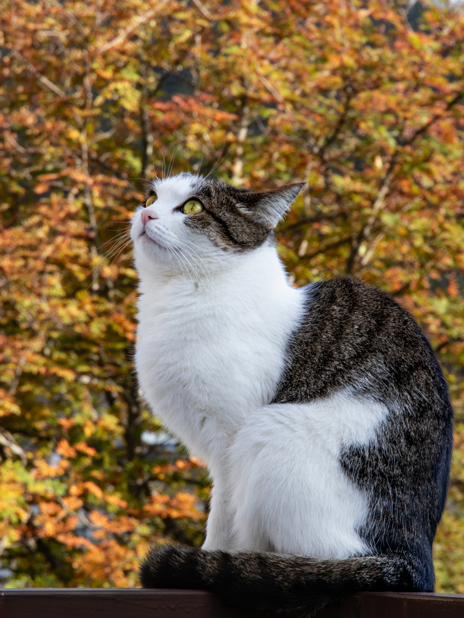 Asya e l'autunno che arriva