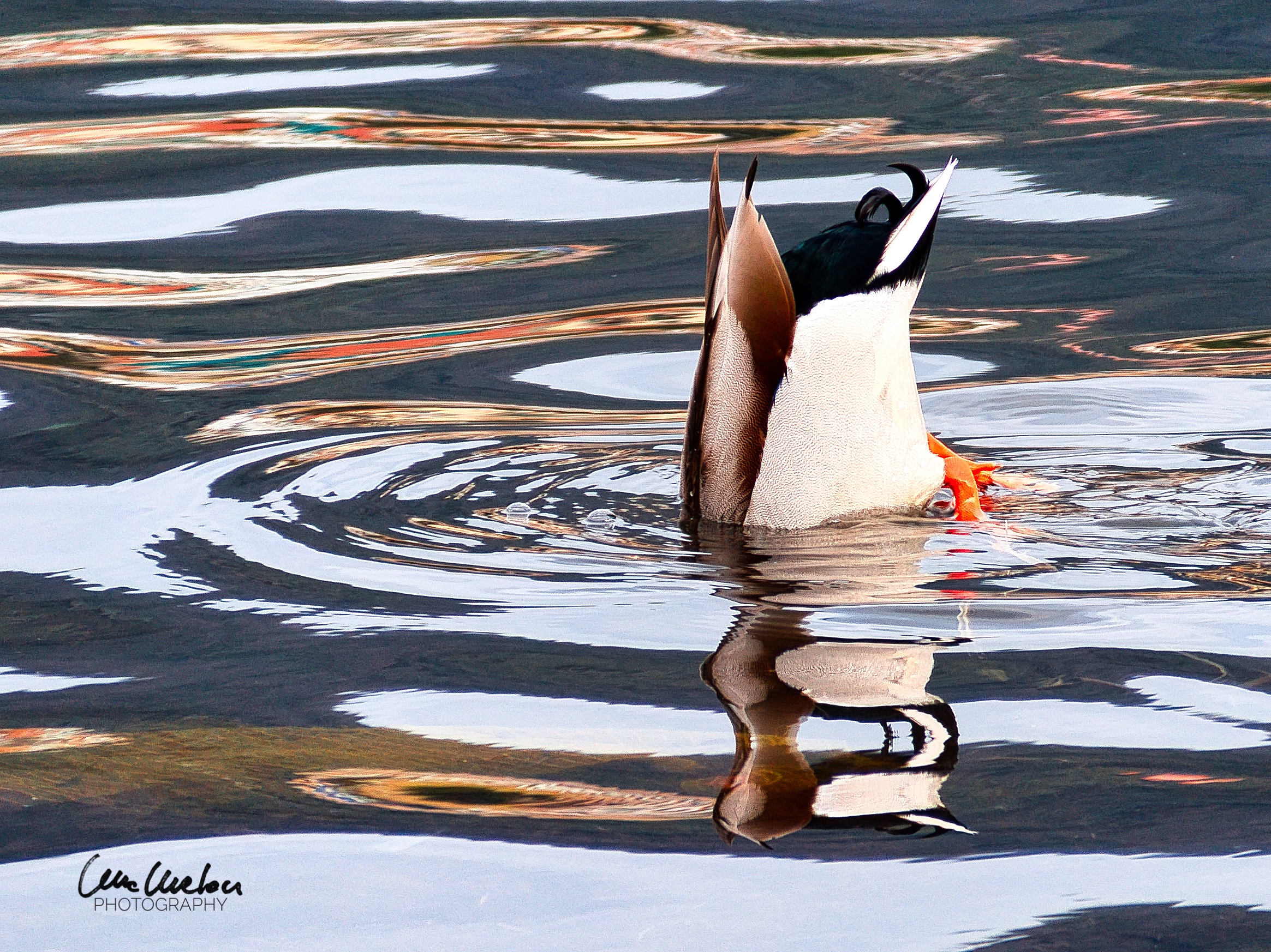 The handstand of the duck