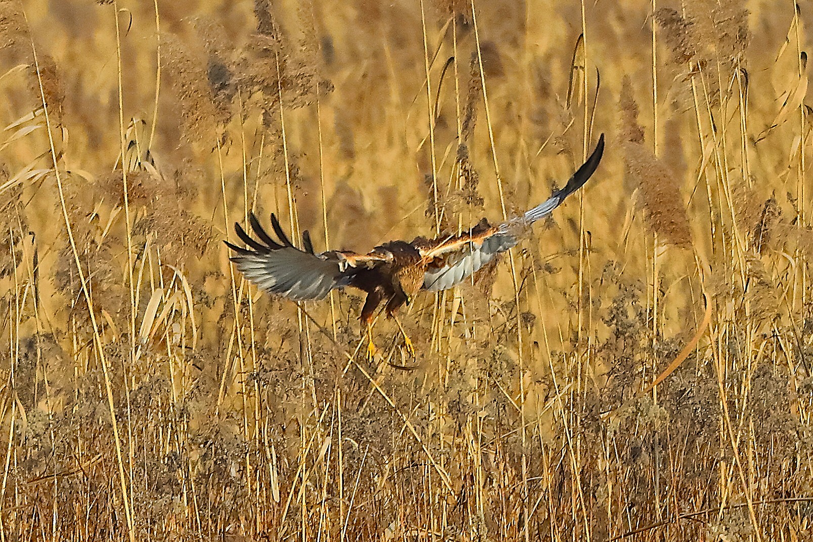 Falco di palude M 21 gennaio 2022 - 0106