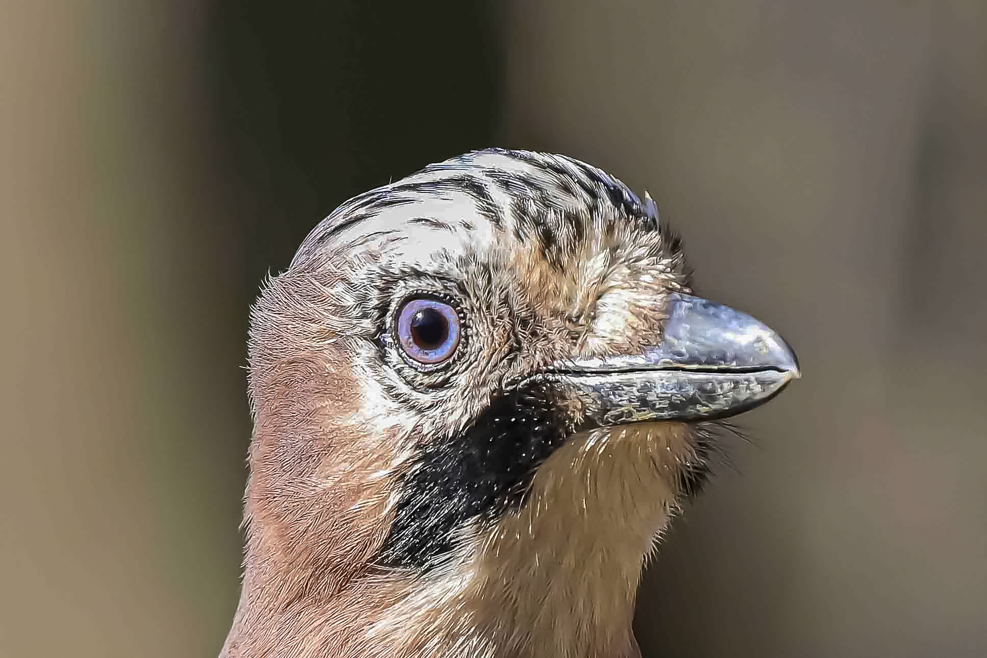 The eye of the Jay !!