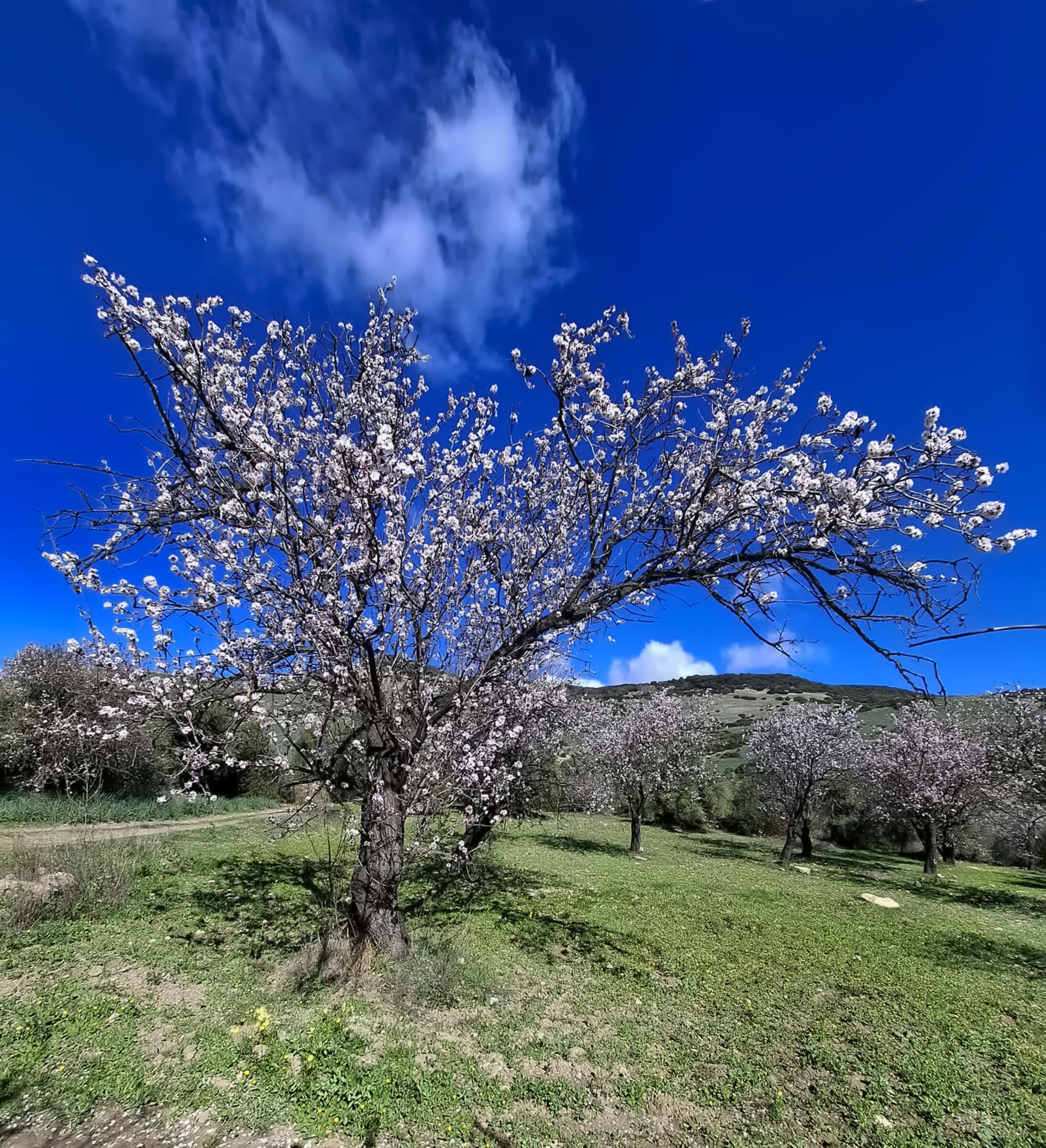 Prime fioriture primaverili