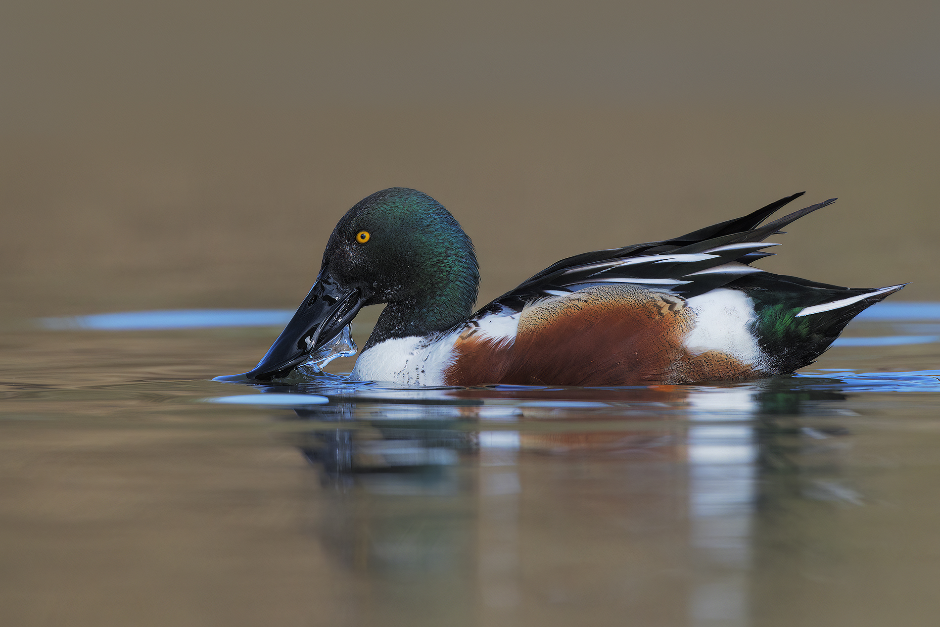 Shoveler