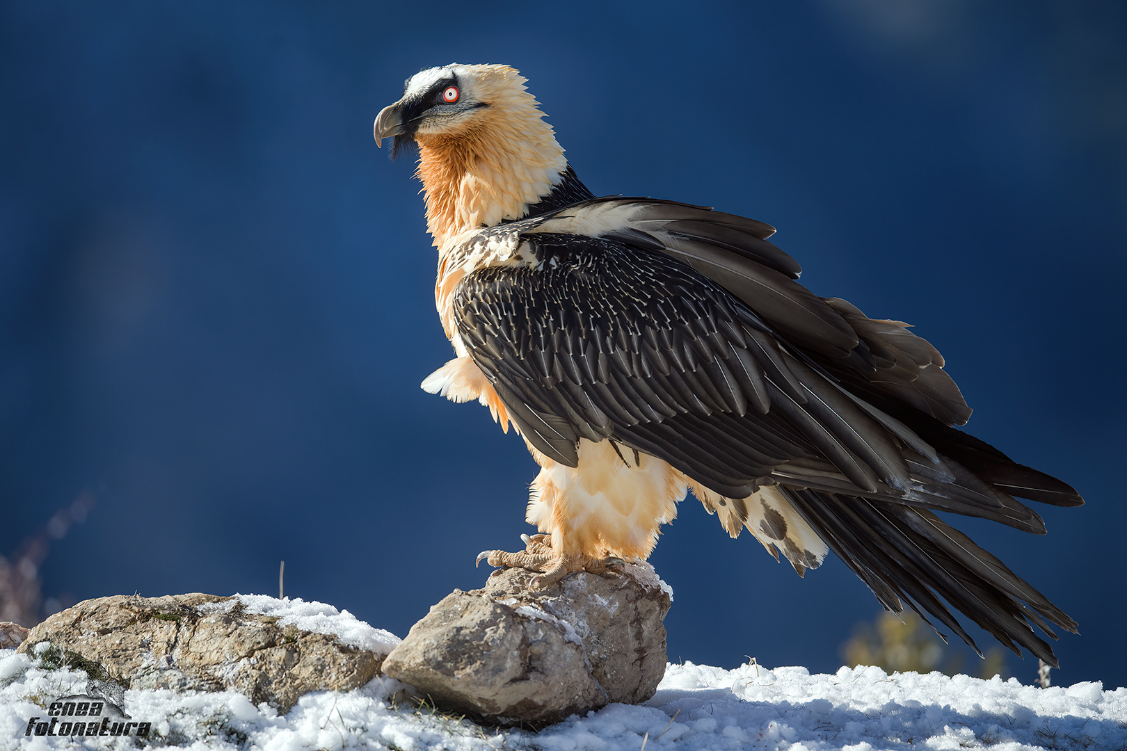 Bearded Vulture
