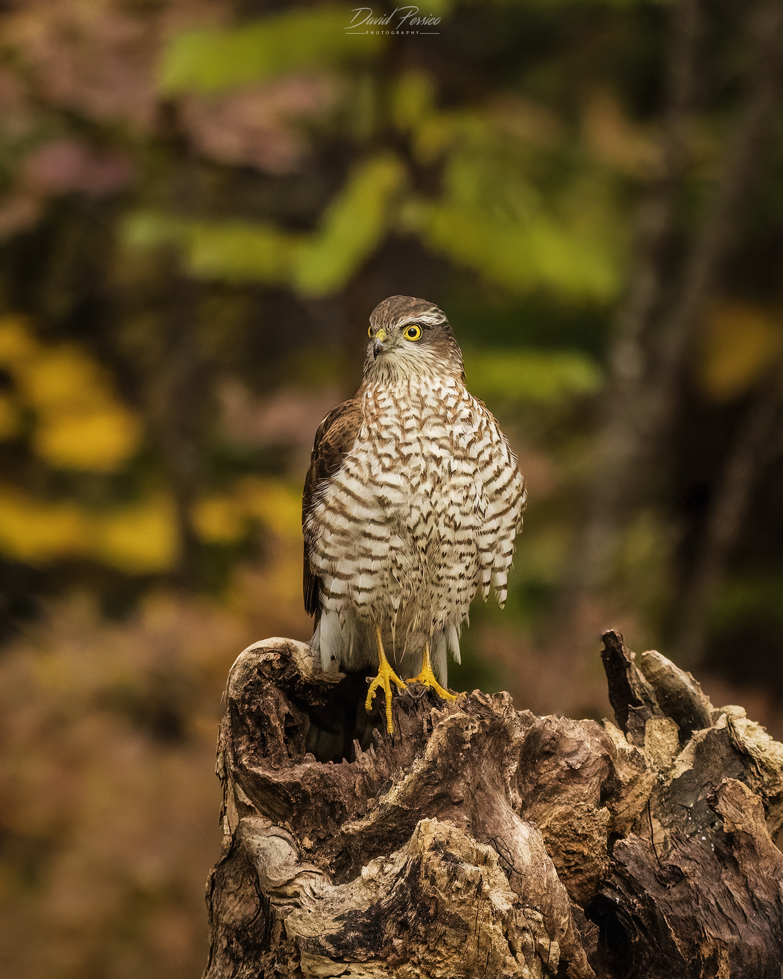 Sparrowhawk
