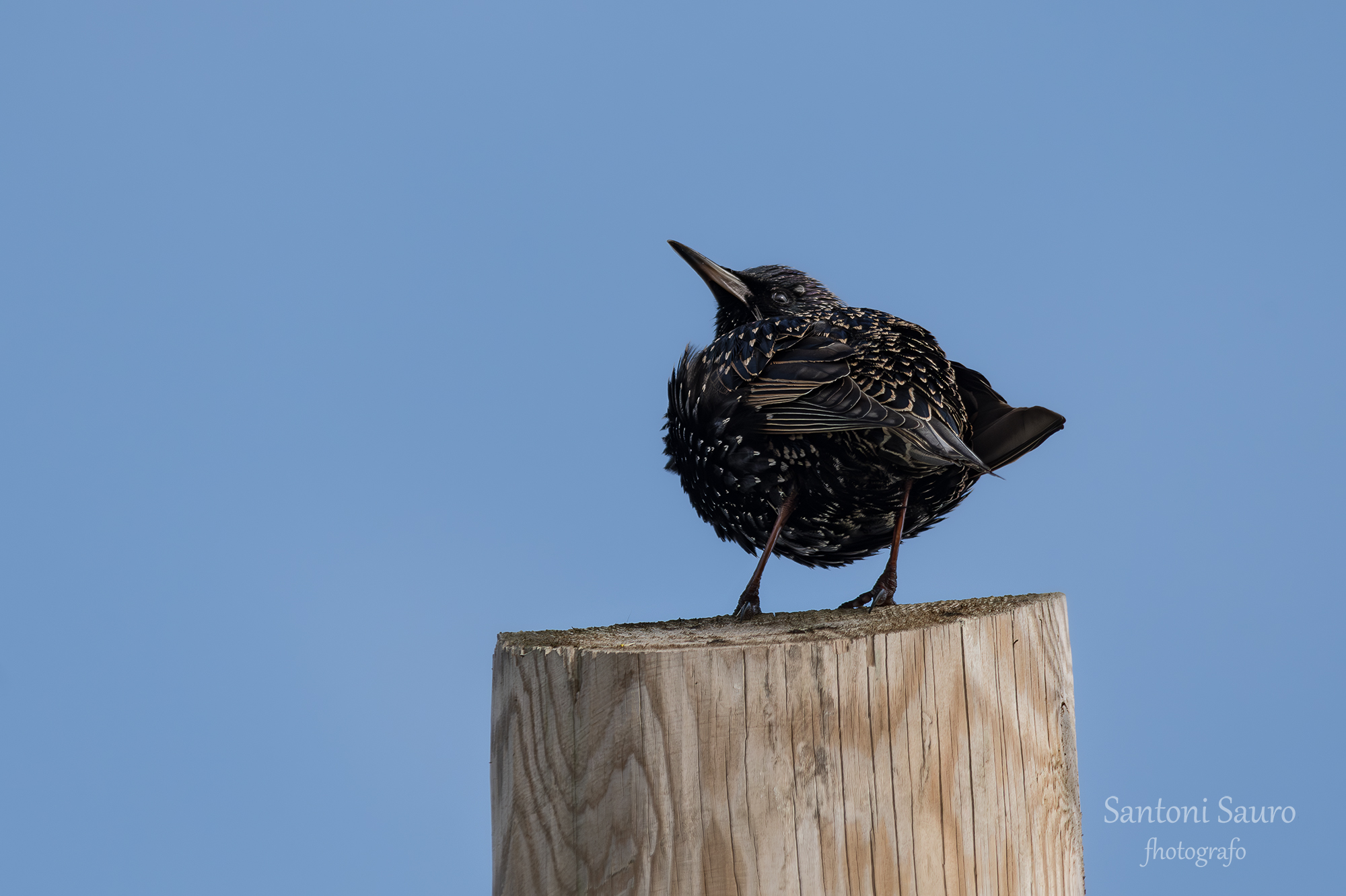 storno (Sturnus vulgaris)