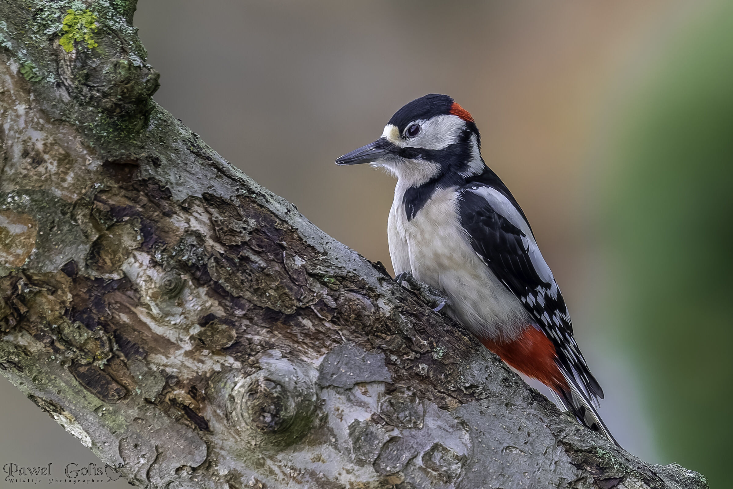 Il picchio rosso maggiore (Dendrocopos major)