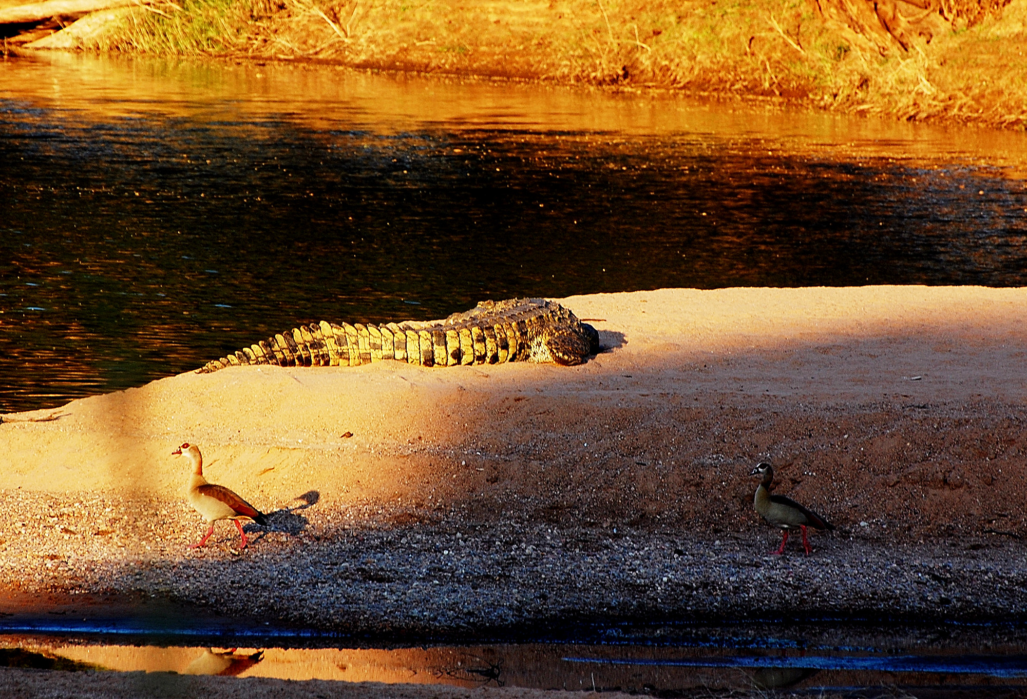 Botswana-Tuli Reserve: tramonto sul fiume Limpopo